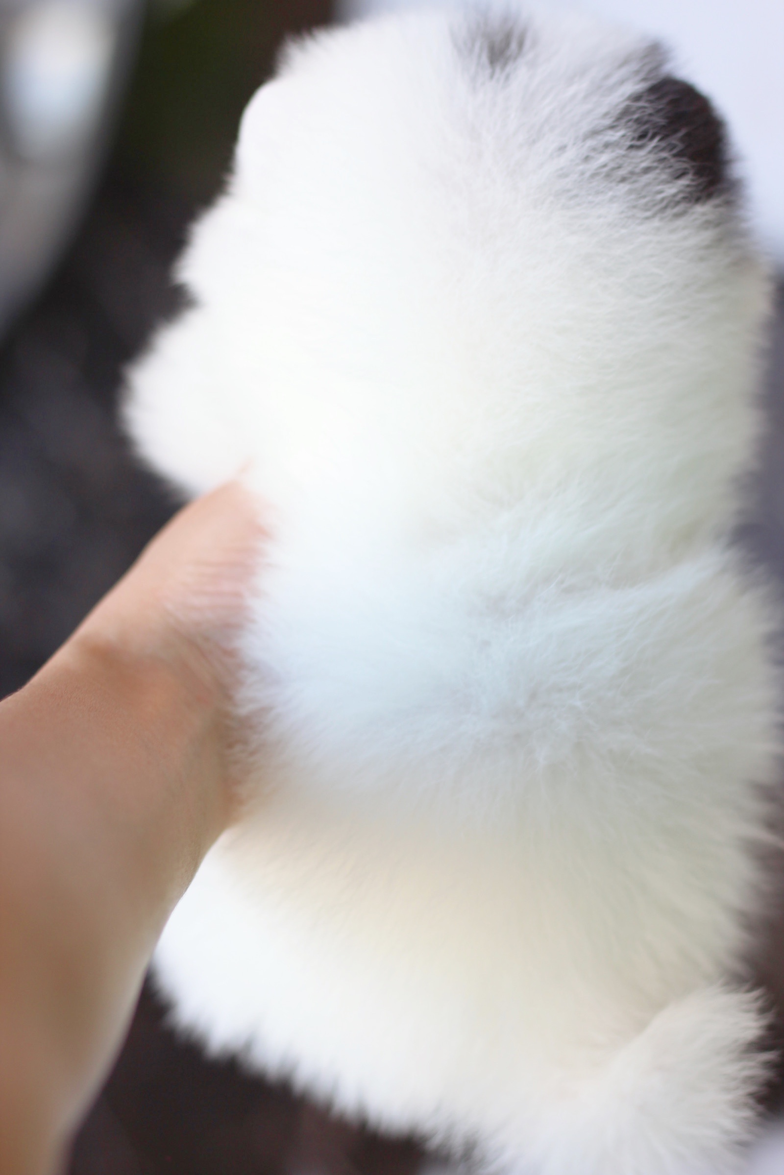 ปอมเมอเรเนียน เพศเมีย สีแฟนซี