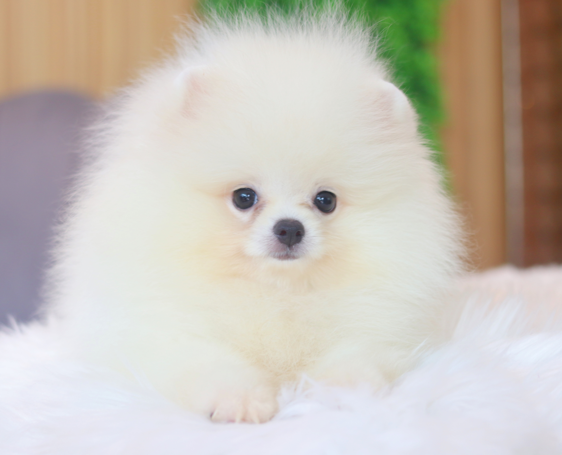 ปอมเมอเรเนียน เพศผู้สีขาวครีม เกรดโชว์