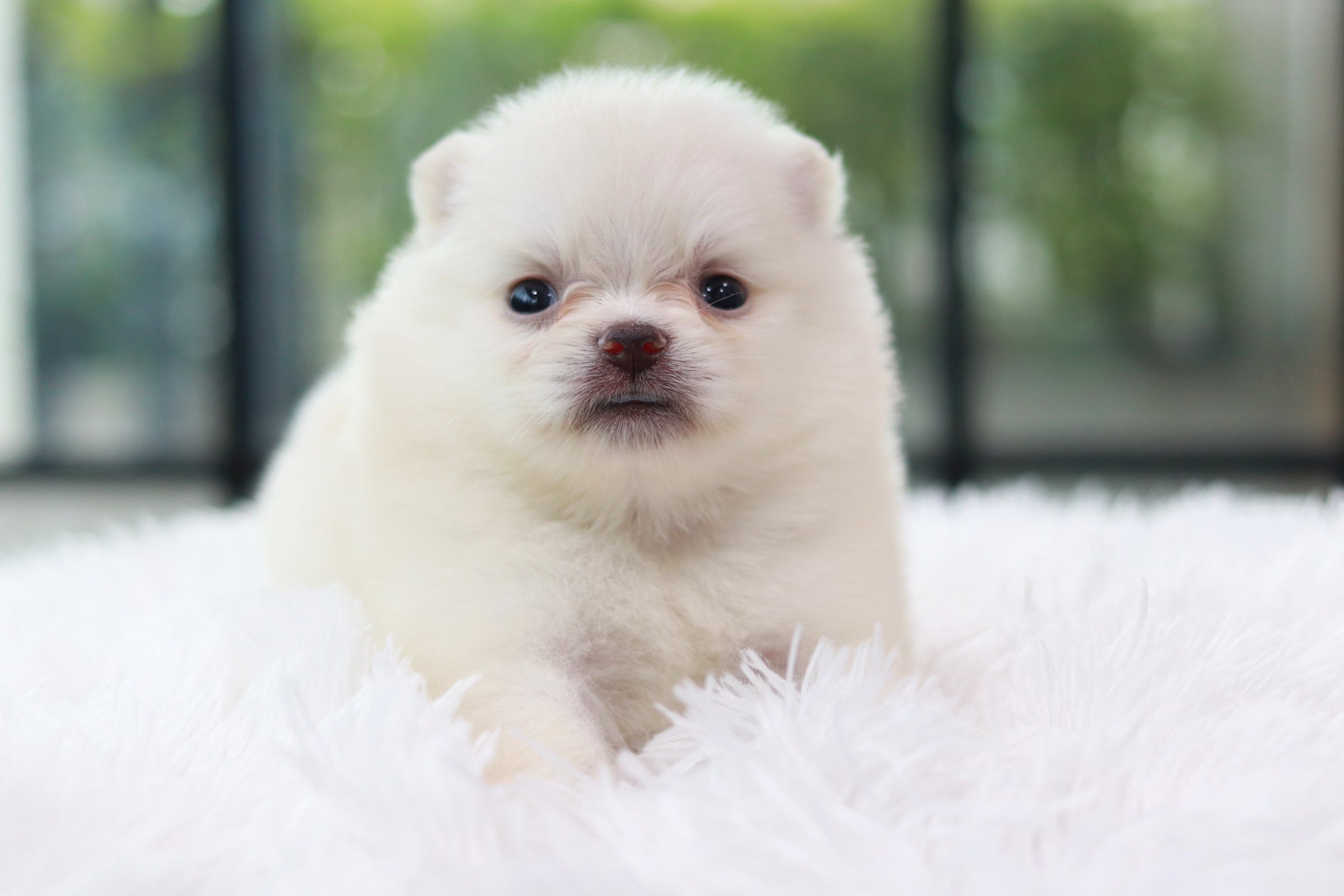 ปอมเมอเรเนียน เพศเมียสีขาวไซส์เล็ก