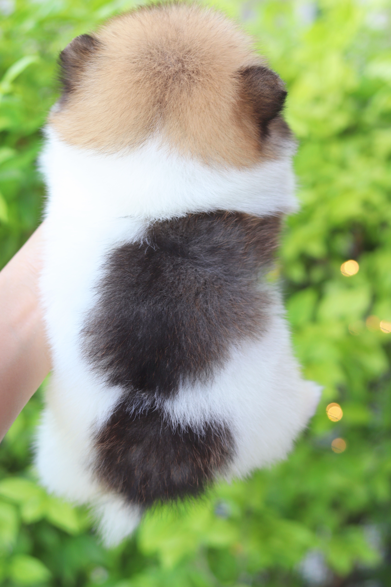 ปอมเมอเรเนียน เพศเมียสีแฟนซี