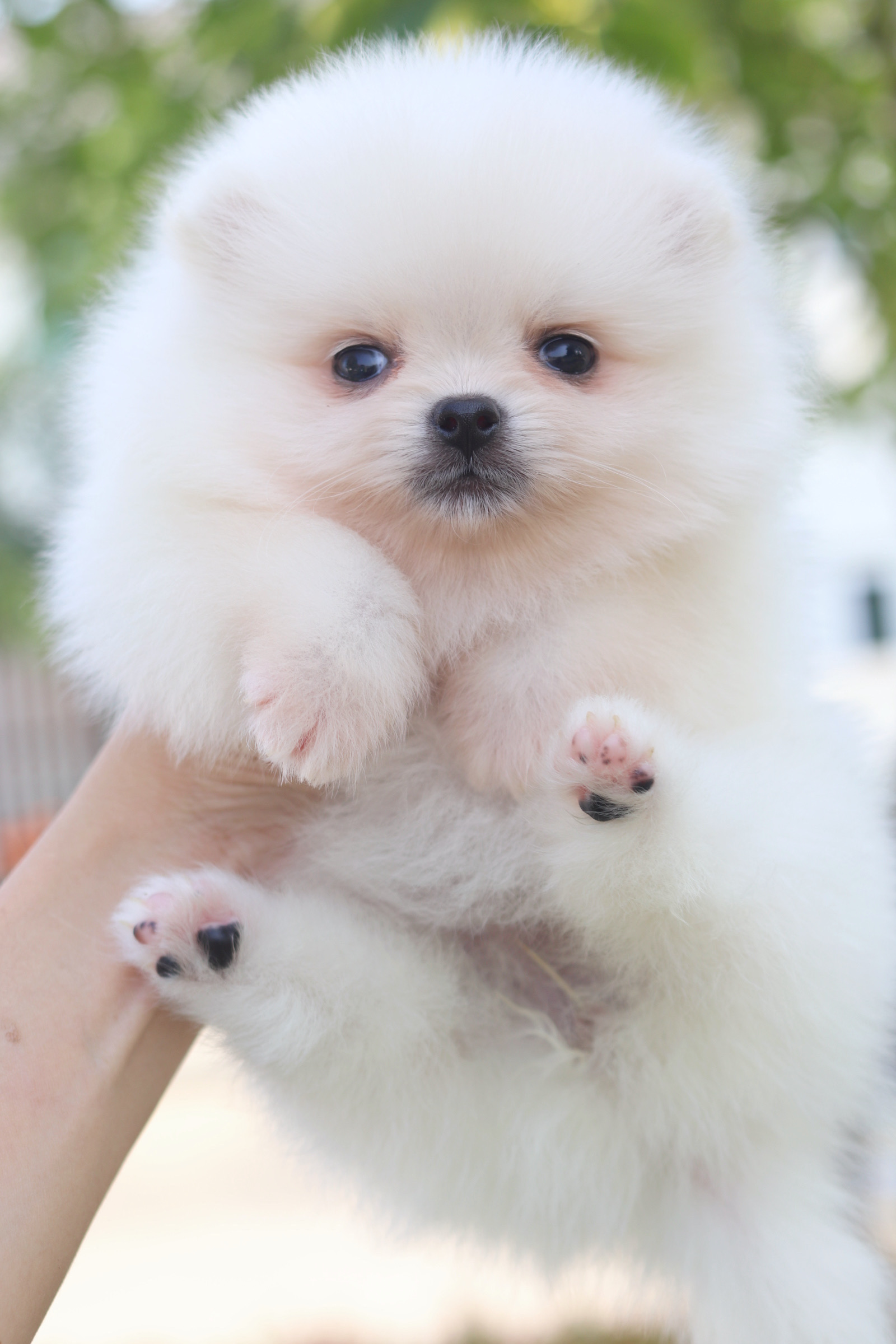 ปอมเมอเรเนียน เพศเมียสีขาวครีม