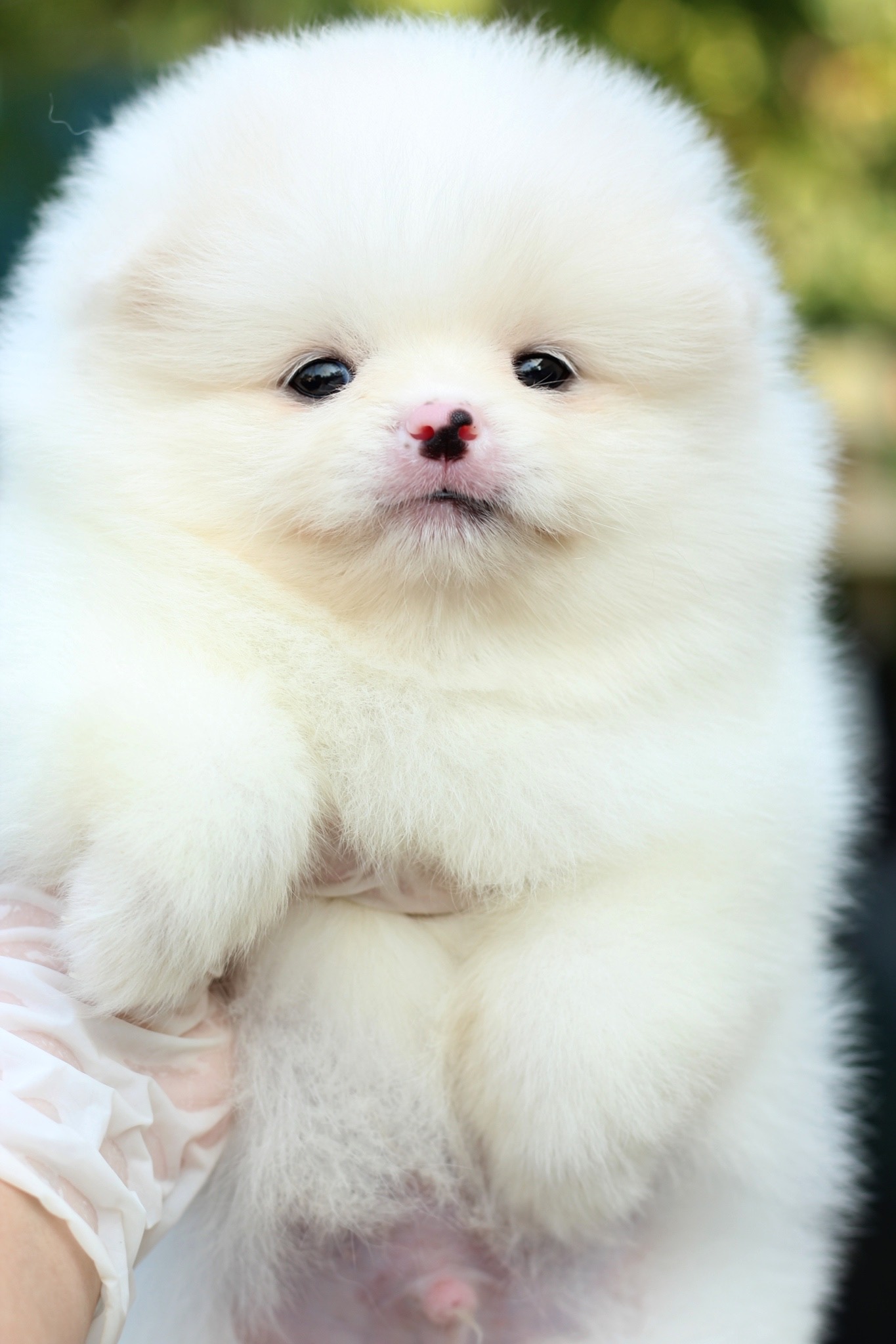 ปอมเมอเรเนียน เพศผู้ สีขาว