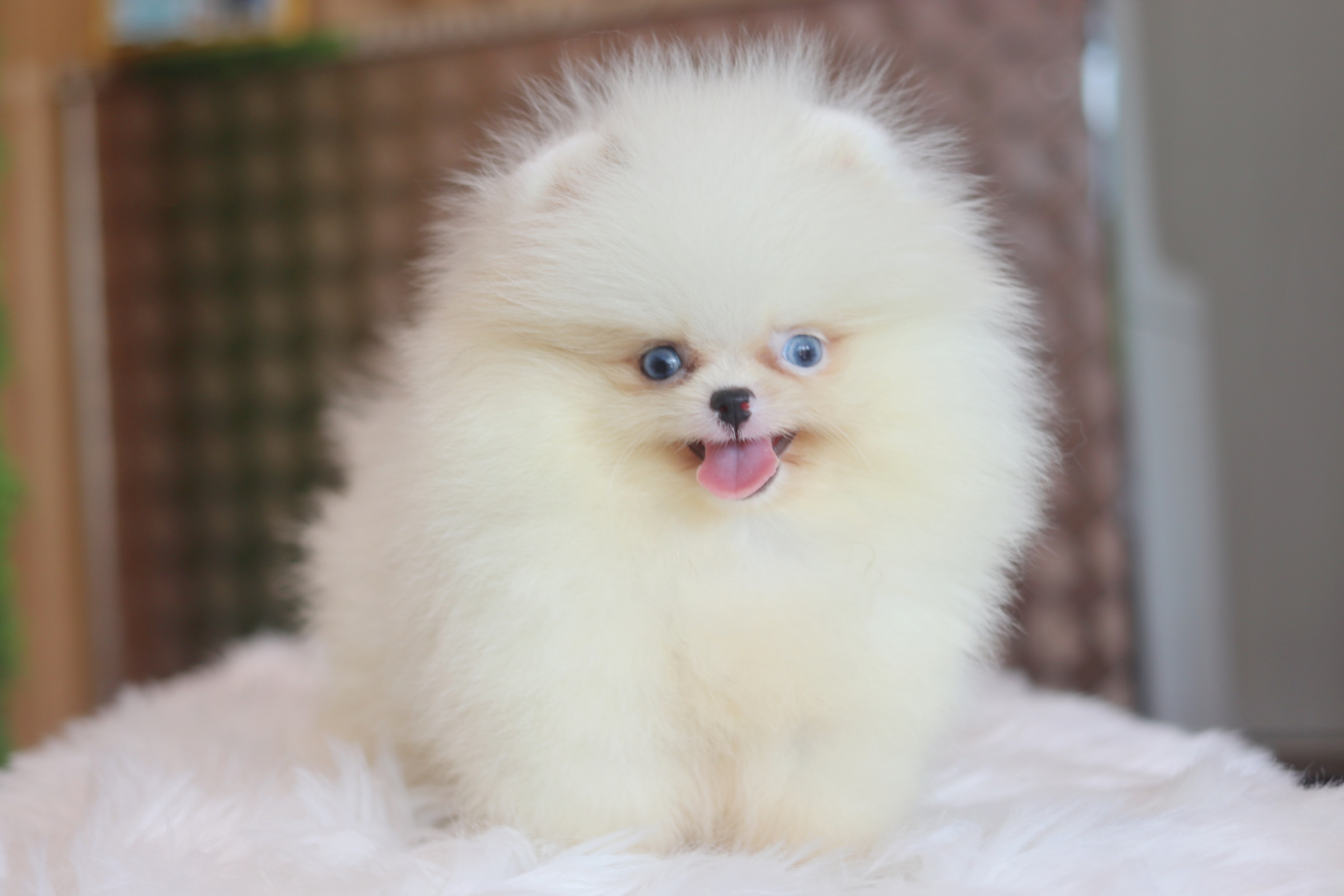 ปอมเมอเรเนียน เพศเมียสีแฟนซีเกรดโชว์ตาสีฟ้า