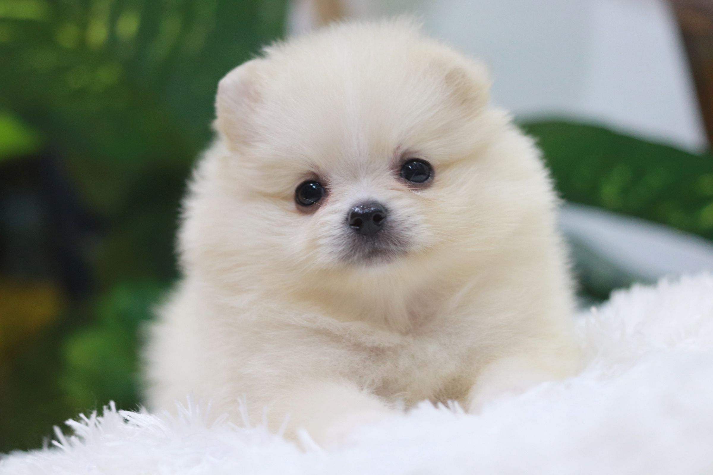 ปอมเมอเรเนียน เพศเมีย