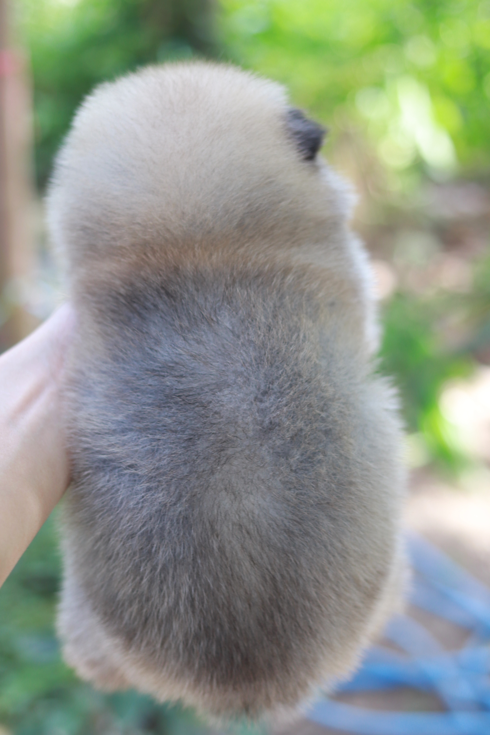 ปอมเมอเรเนียน เพศเมีย ไซส์ปกติหน้าฟ็อก