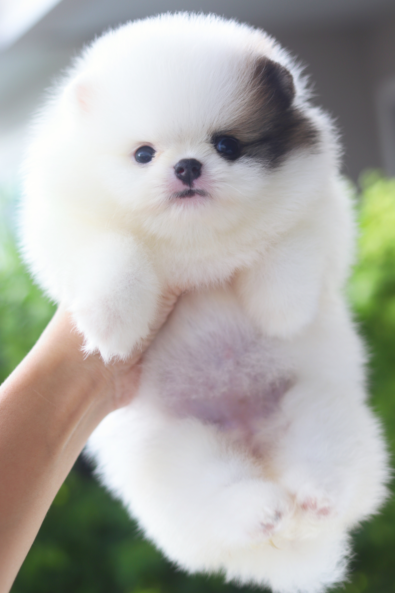 ปอมเมอเรเนียน เพศเมียสีแฟนซีเกรดโชว์