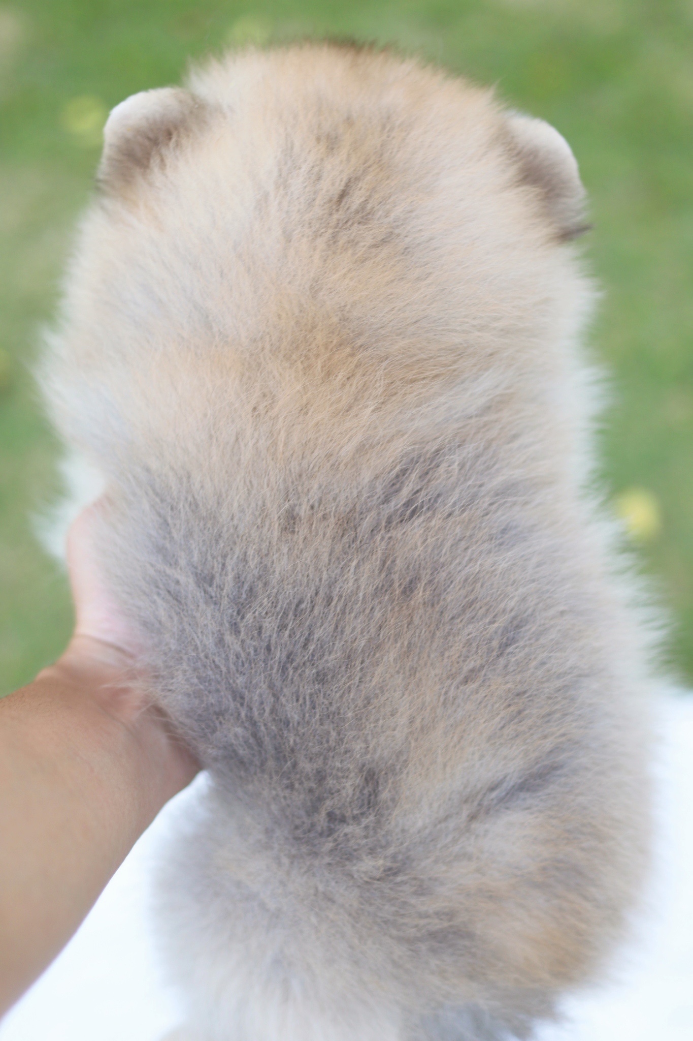 ปอมเมอเรเนียน เพศผู้สีส้ม ขนแน่นๆ