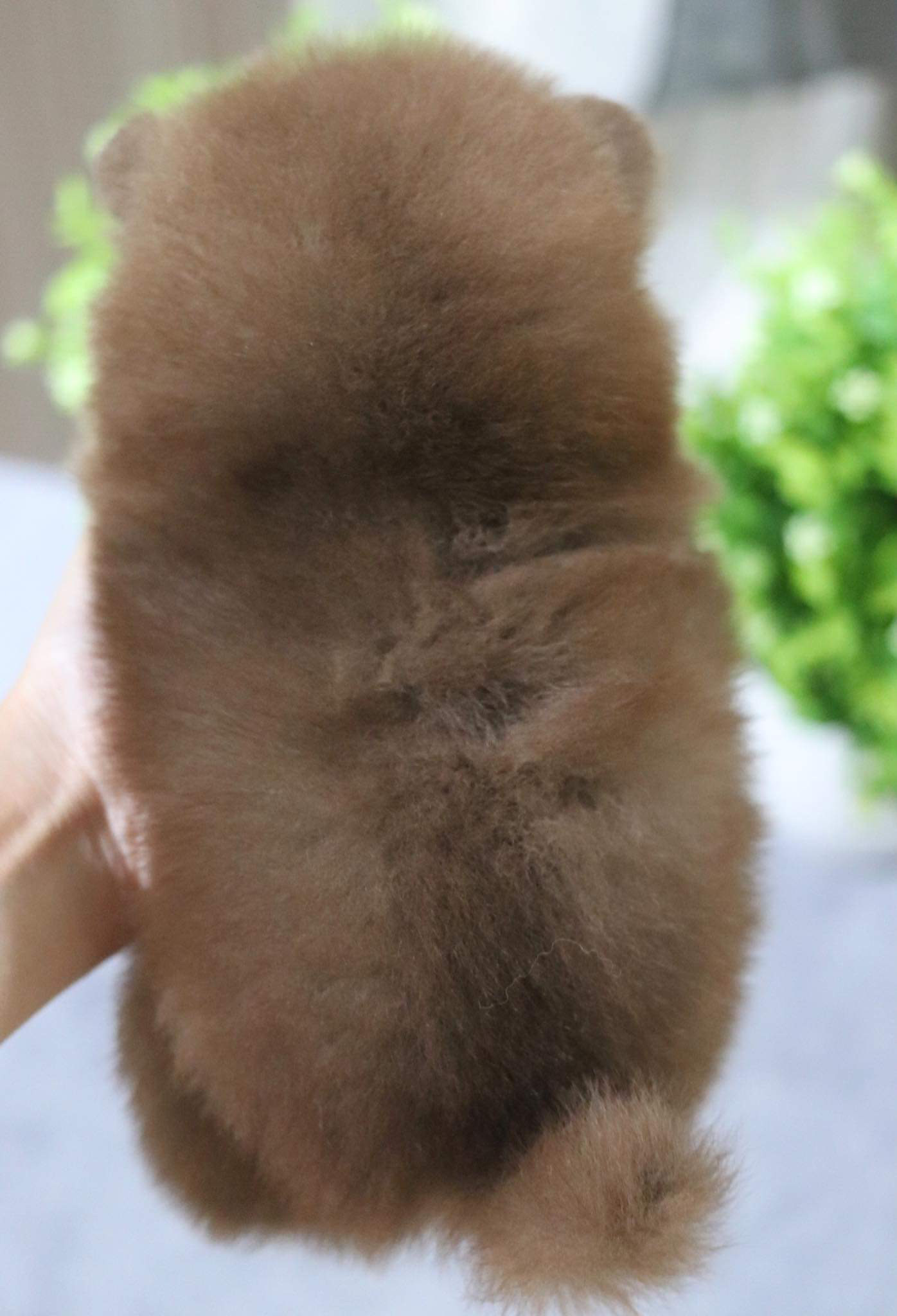 ปอมเมอเรเนียน เพศผู้