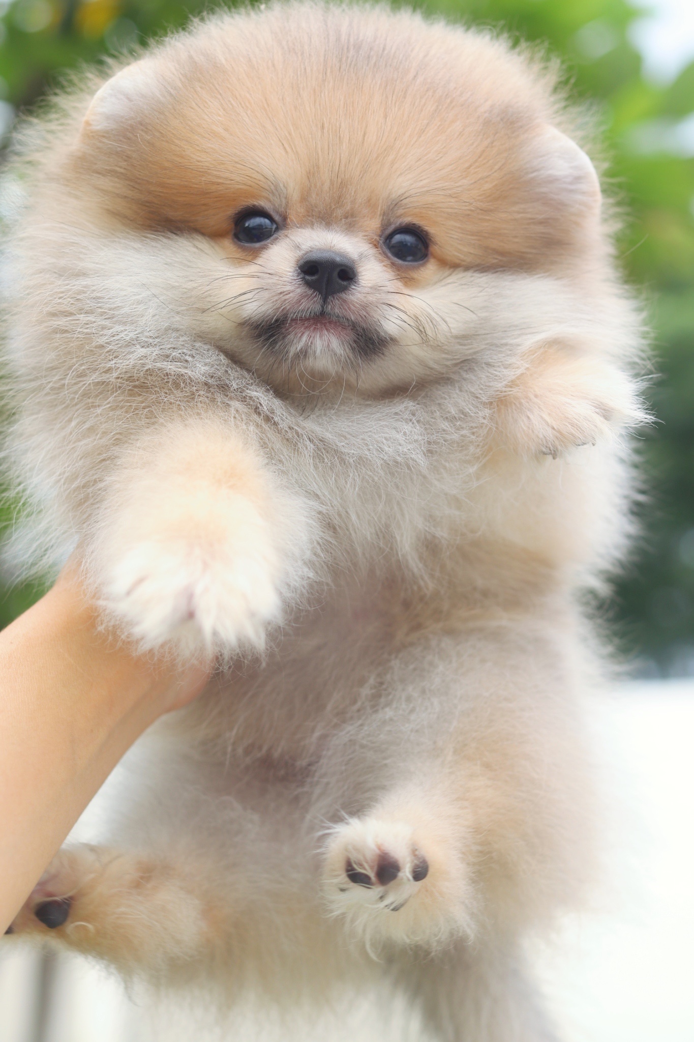 ปอมเมอเรเนียน เพศเมียสีส้ม