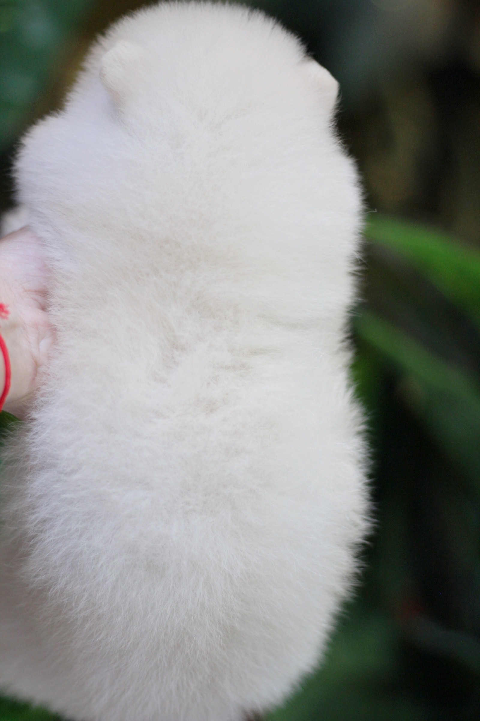 ปอมเมอเรเนียน เพศผู้ขาวครีม