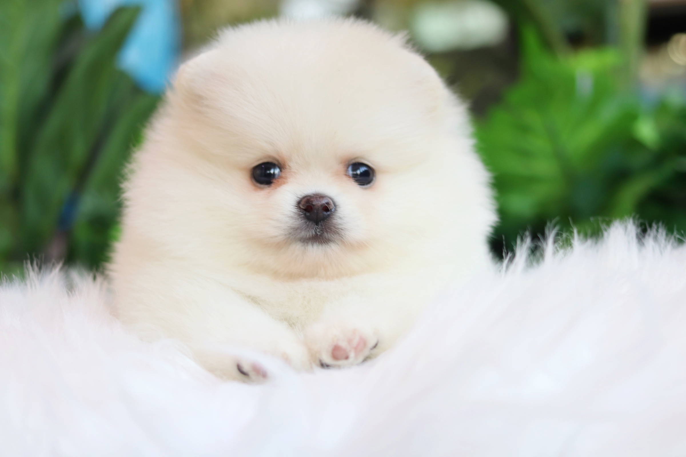 ปอมเมอเรเนียน เพศเมียสีขาวครีม