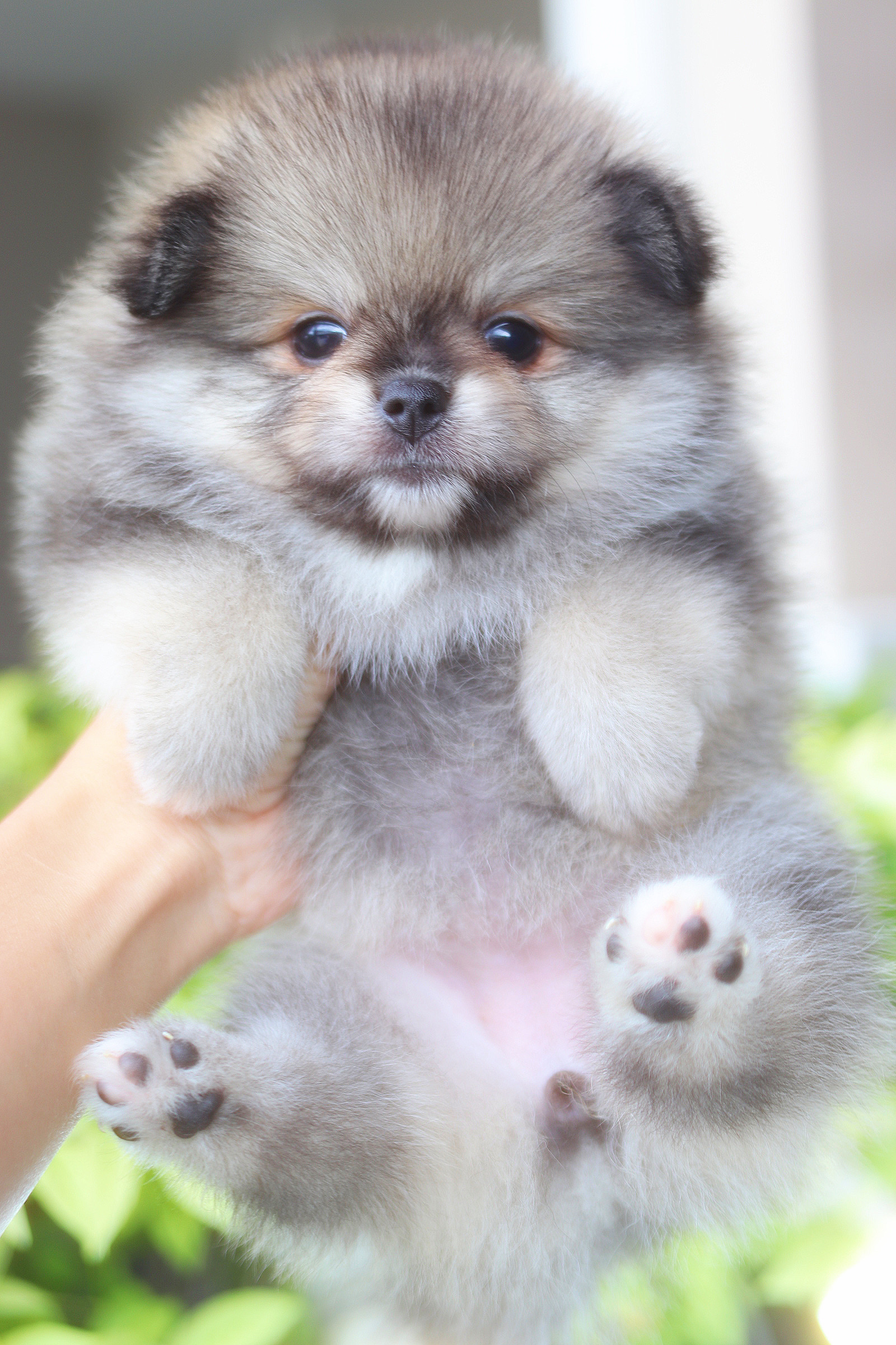 ปอมเมอเรเนียน เพศเมียสีส้ม