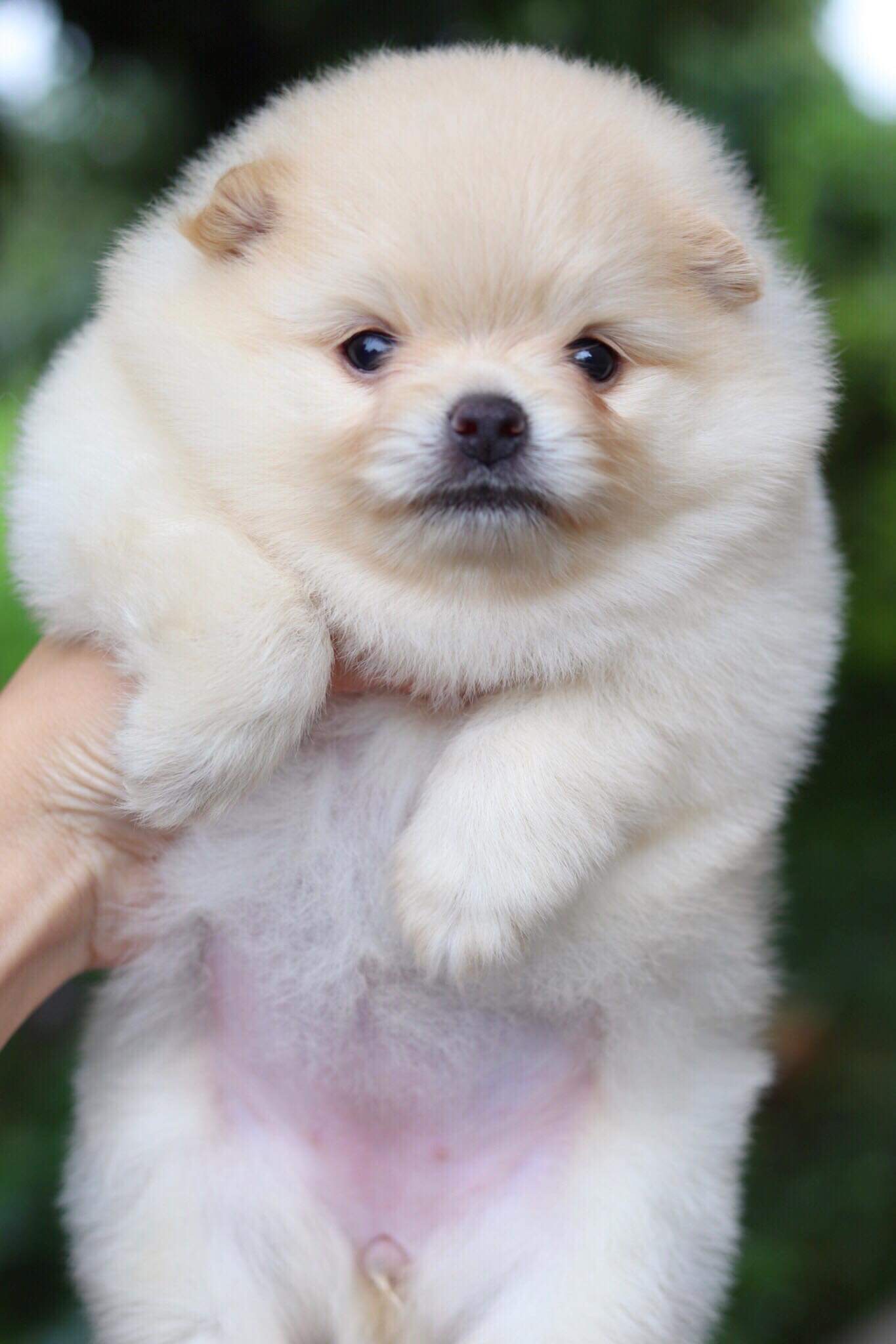 ปอมเมอเรเนียน เพศเมีย