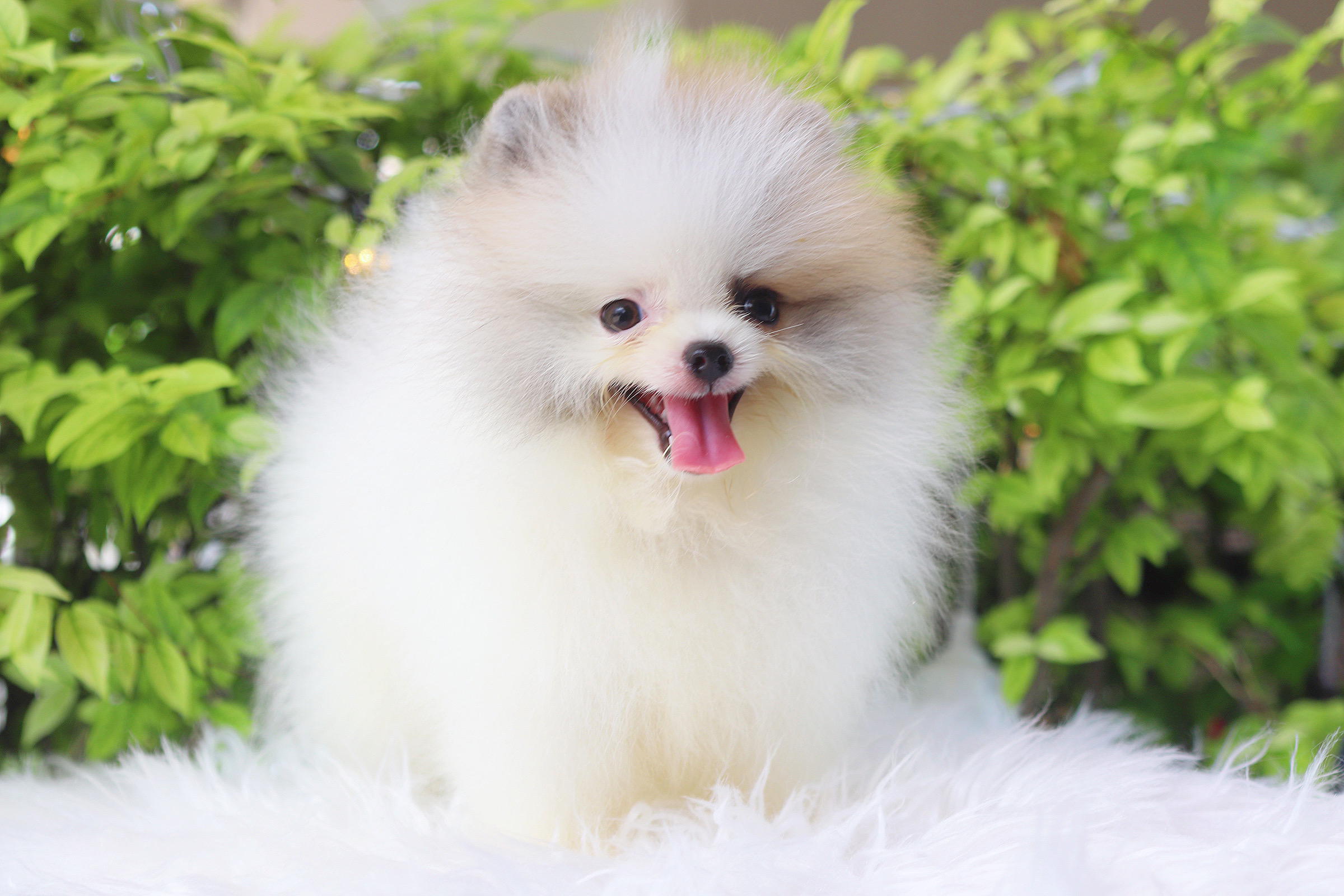 ปอมเมอเรเนียน เพศผู้ สีแฟนซี