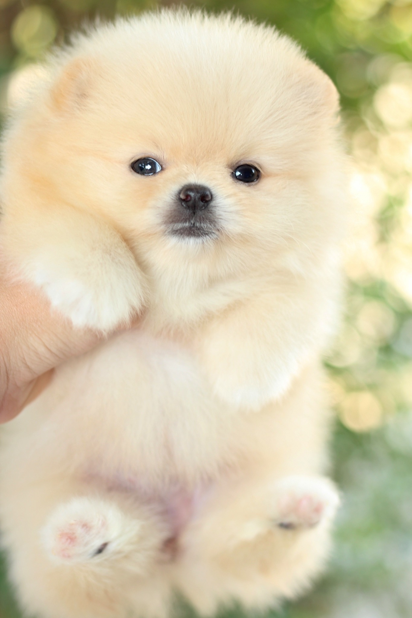 ปอมเมอเรเนียน เพศเมีย สีครีมหน้าตุ๊กตา