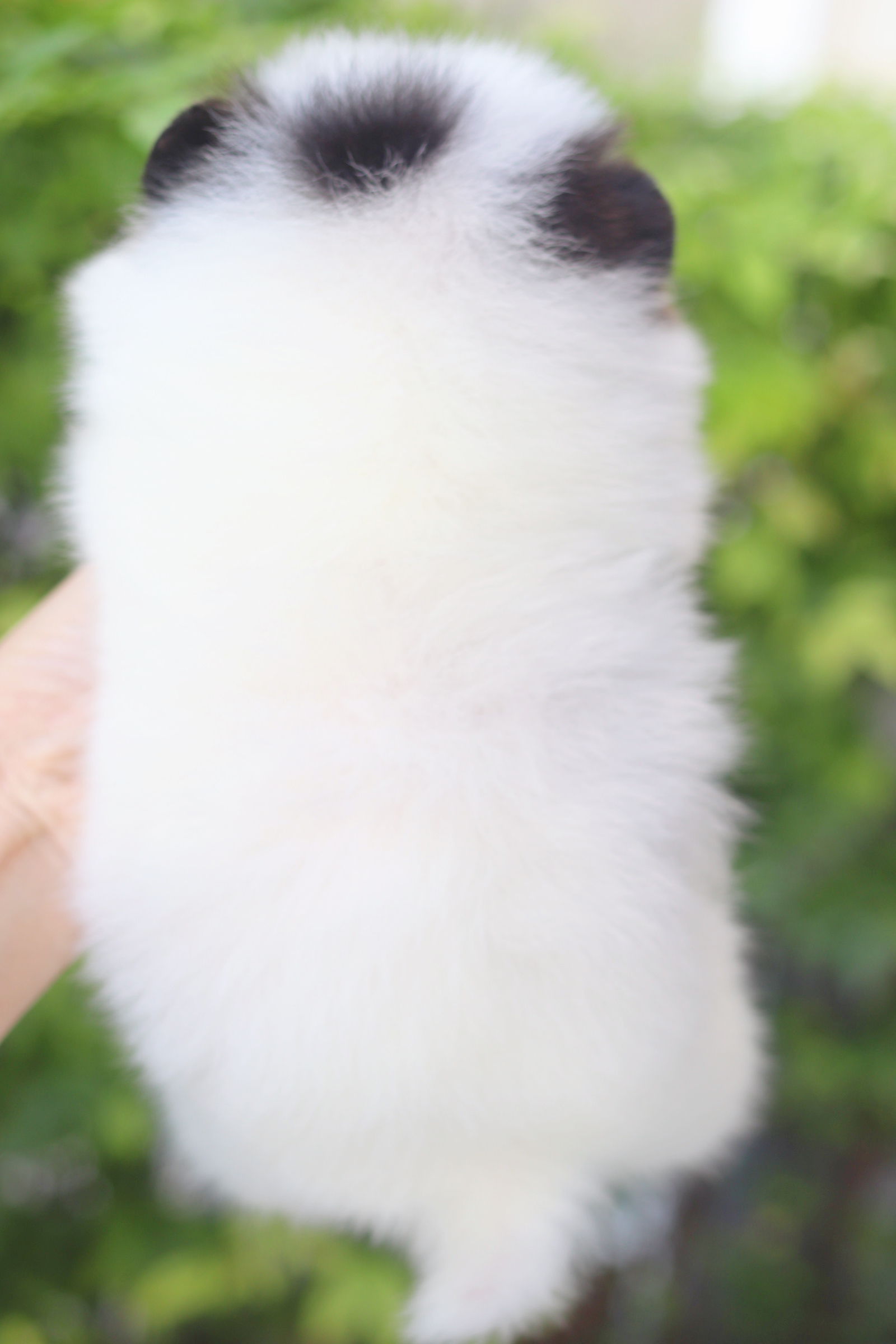 ปอมเมอเรเนียน เพศผู้สีแฟนซี เกรดโชว์