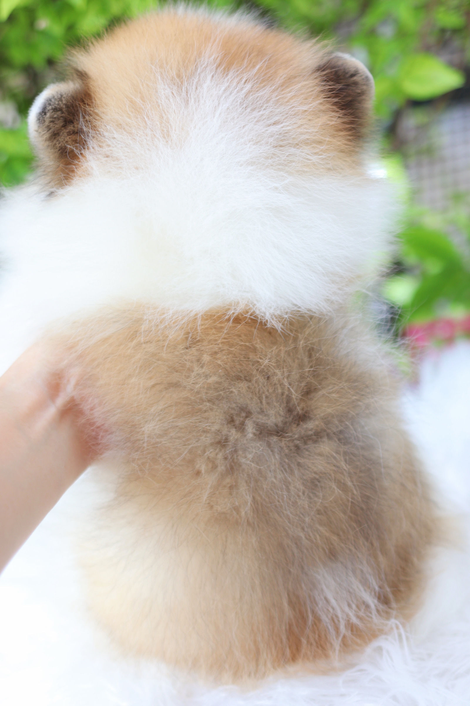 ปอมเมอเรเนียน เพศเมียสีแฟนซี