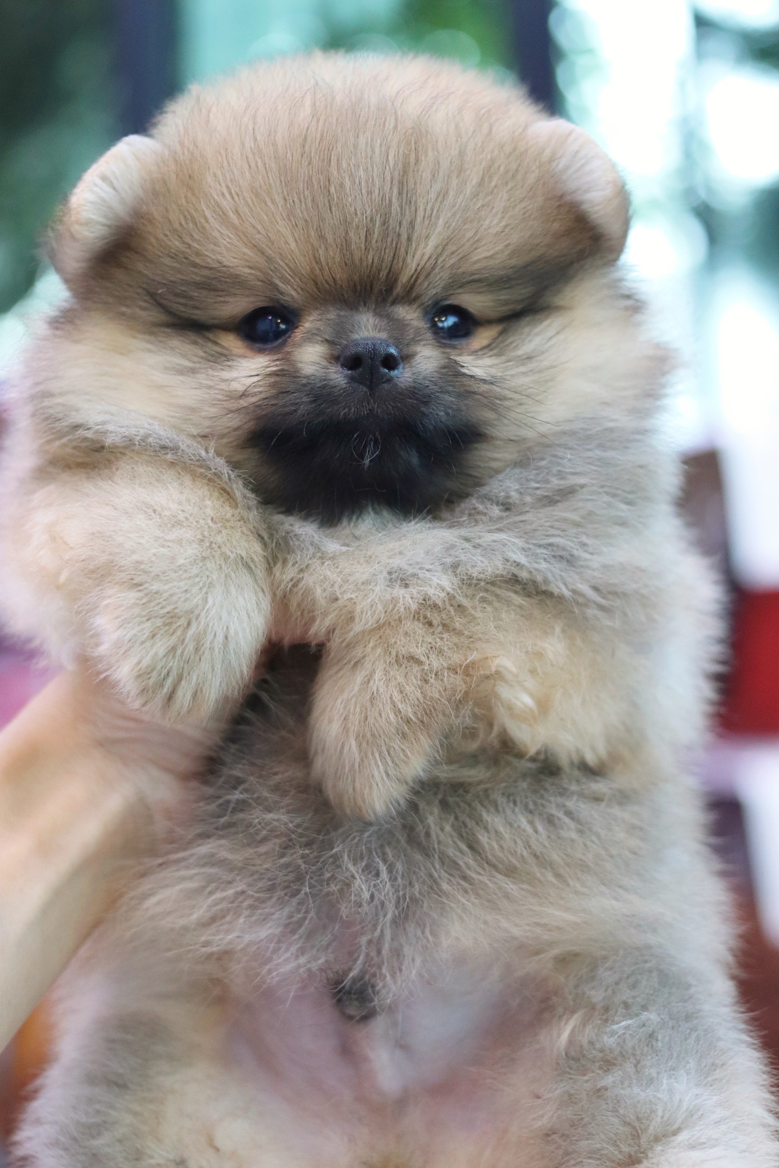 ปอมเมอเรเนียน เพศผู้ สีส้ม