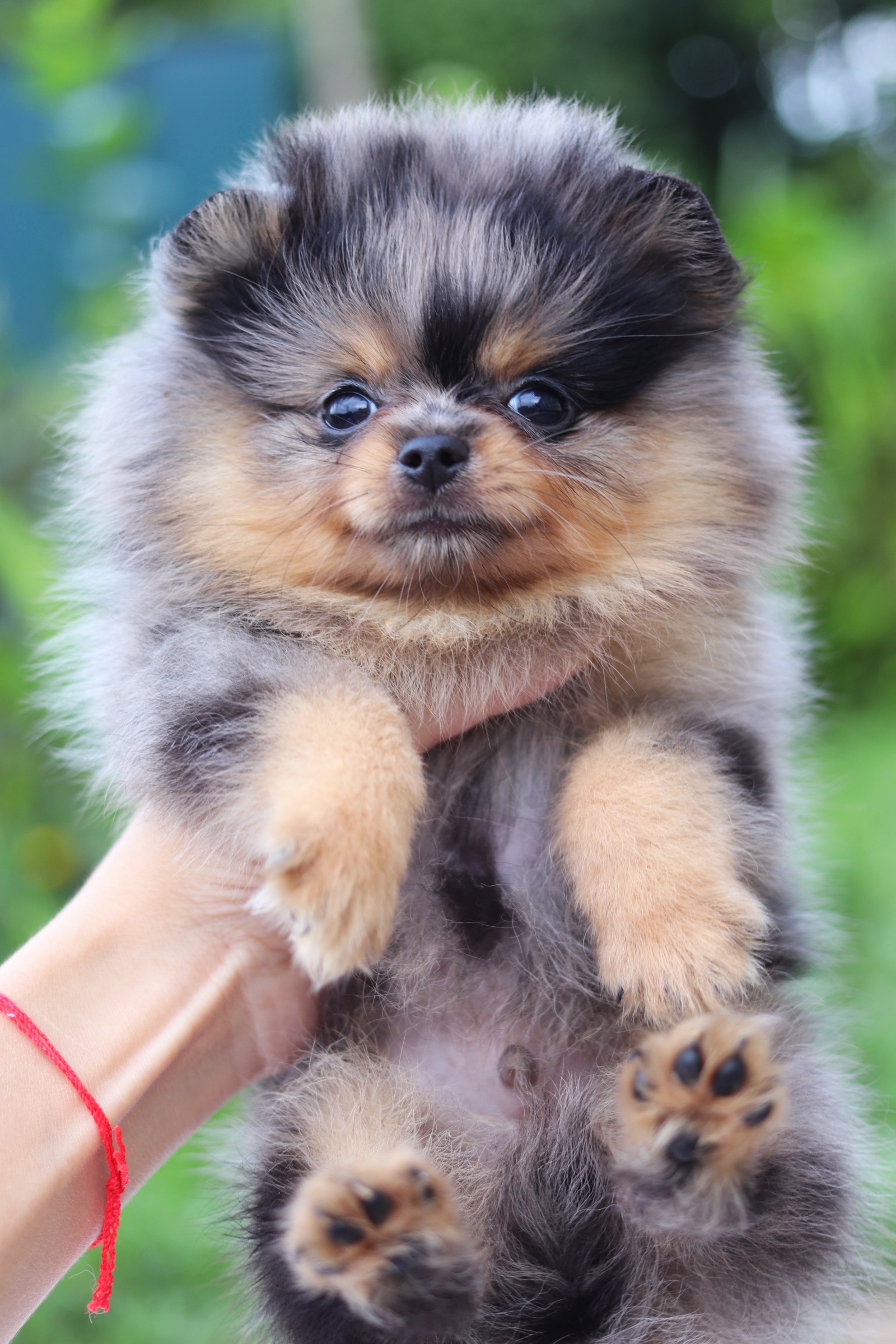 ปอมเมอเรเนียน เพศผู้ สีเมอร์เร่