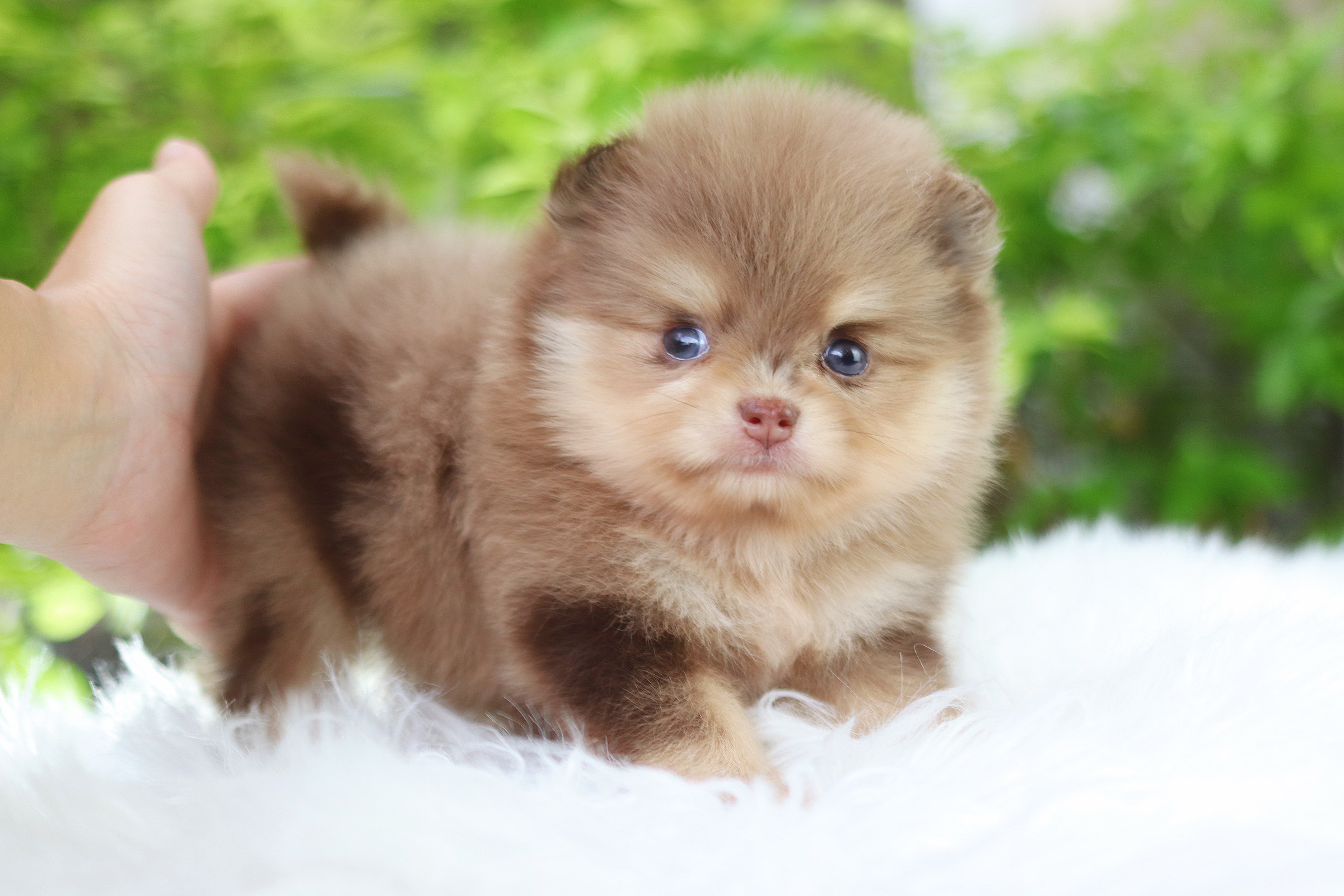 ปอมเมอเรเนียน เพศเมียสีช็อคเมอร์เร่