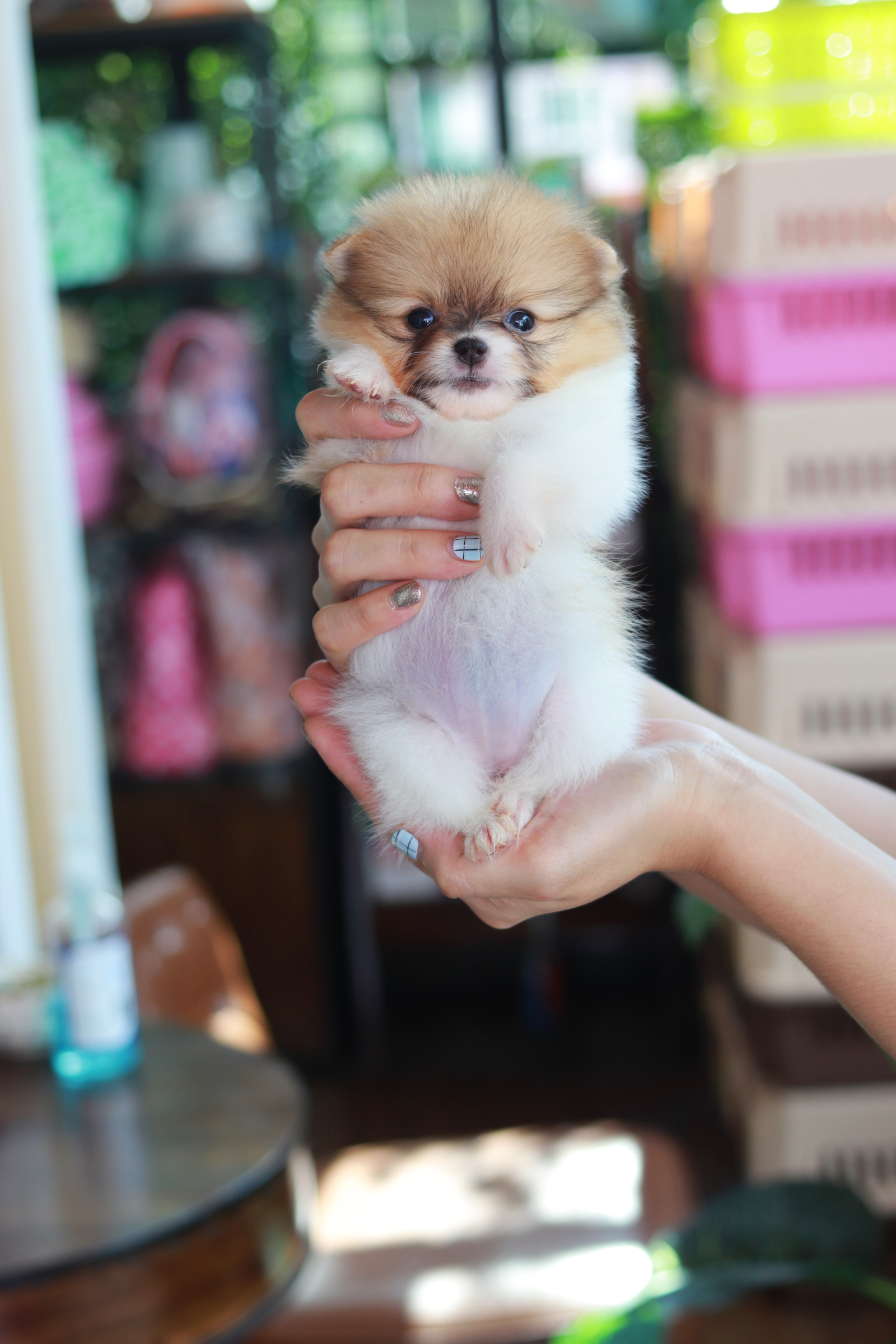 ปอมเมอเรเนียน เพศเมียแฟนซี