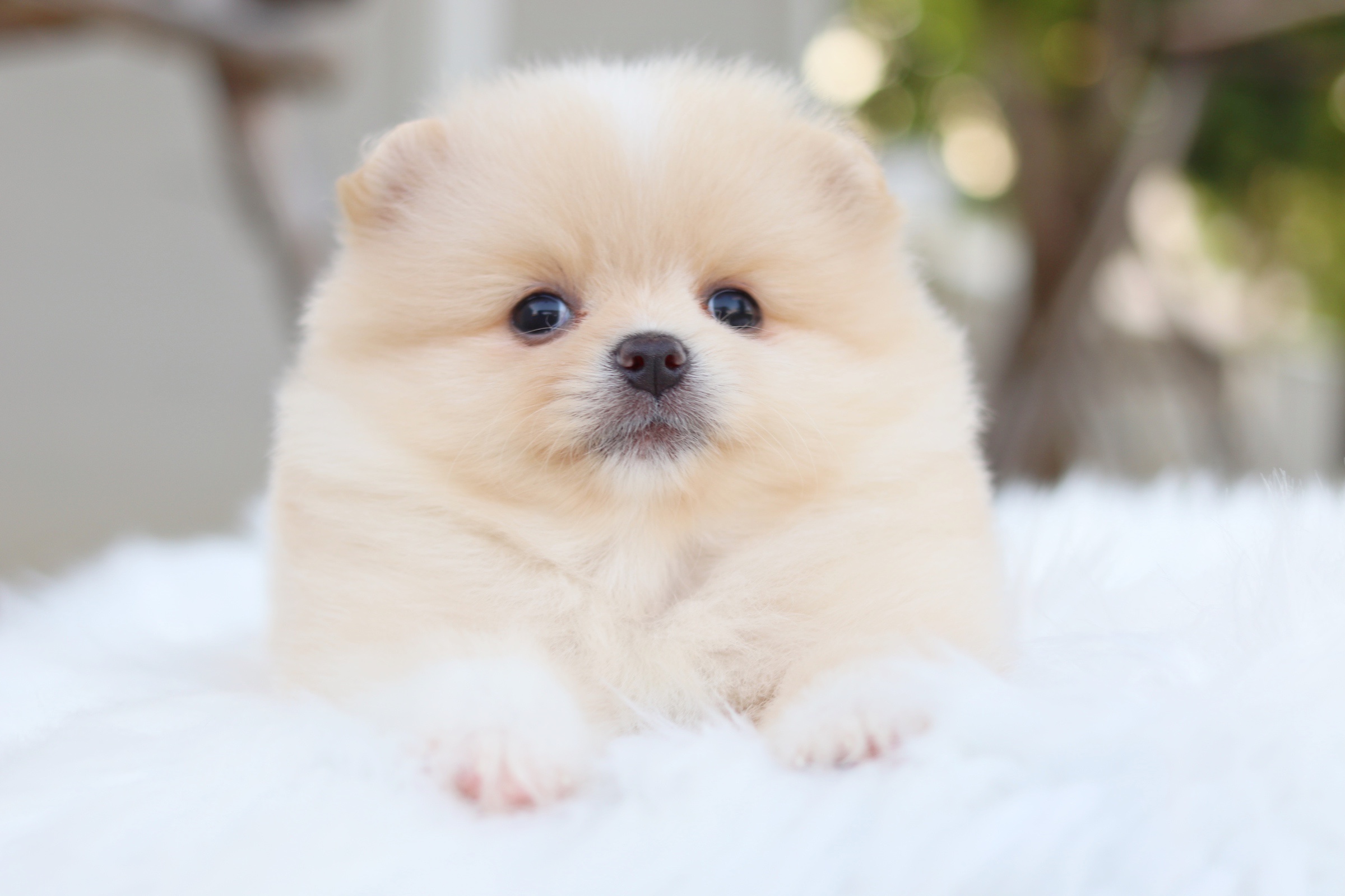 ปอมเมอเรเนียน เพศเมียสีครีม