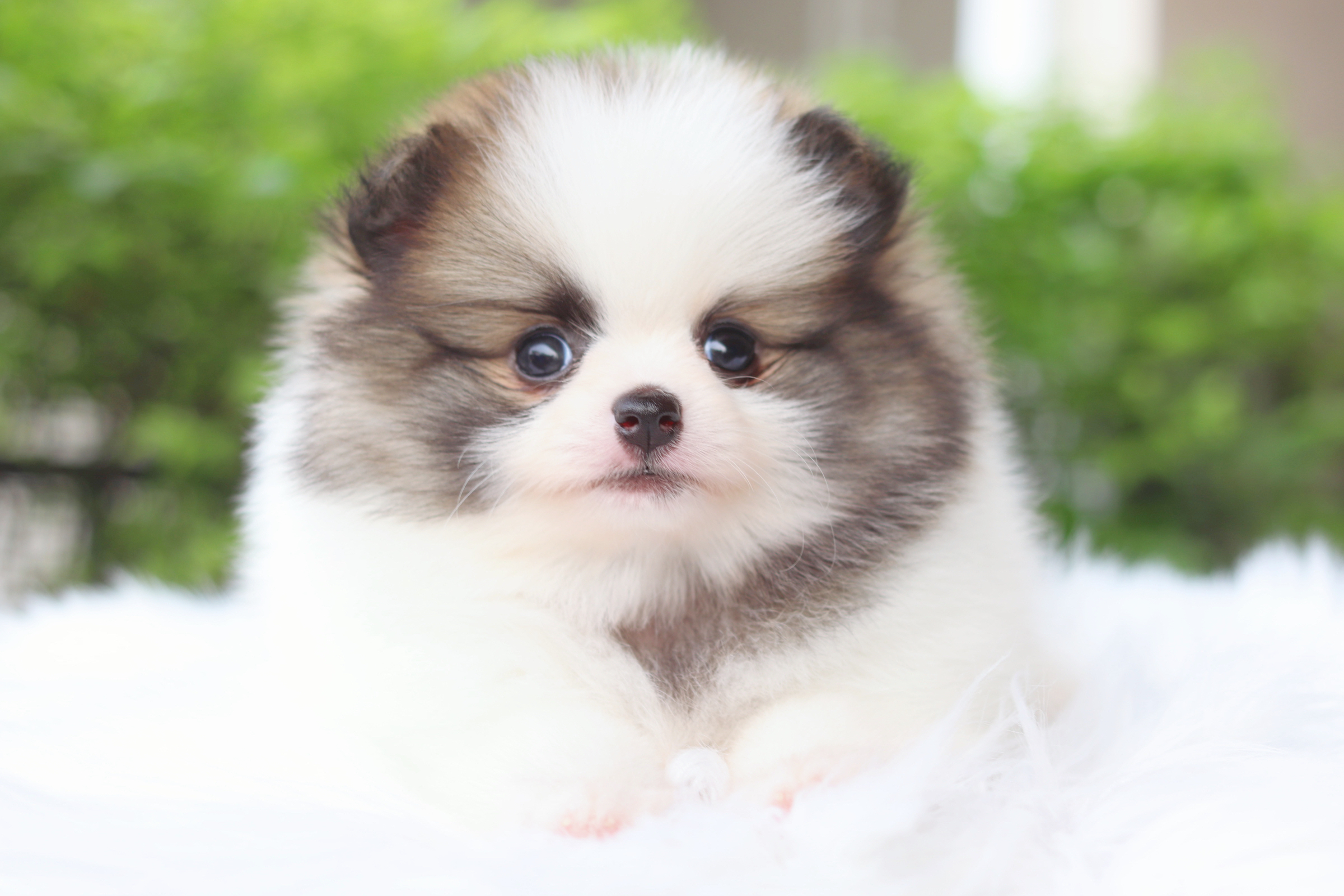 ปอมเมอเรเนียน เพศเมียสีแฟนซี