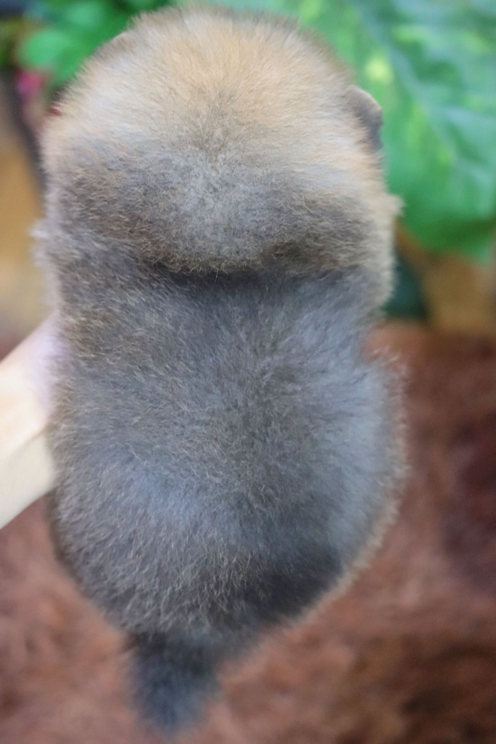 ปอมเมอเรเนียน เพศผู้สีส้ม