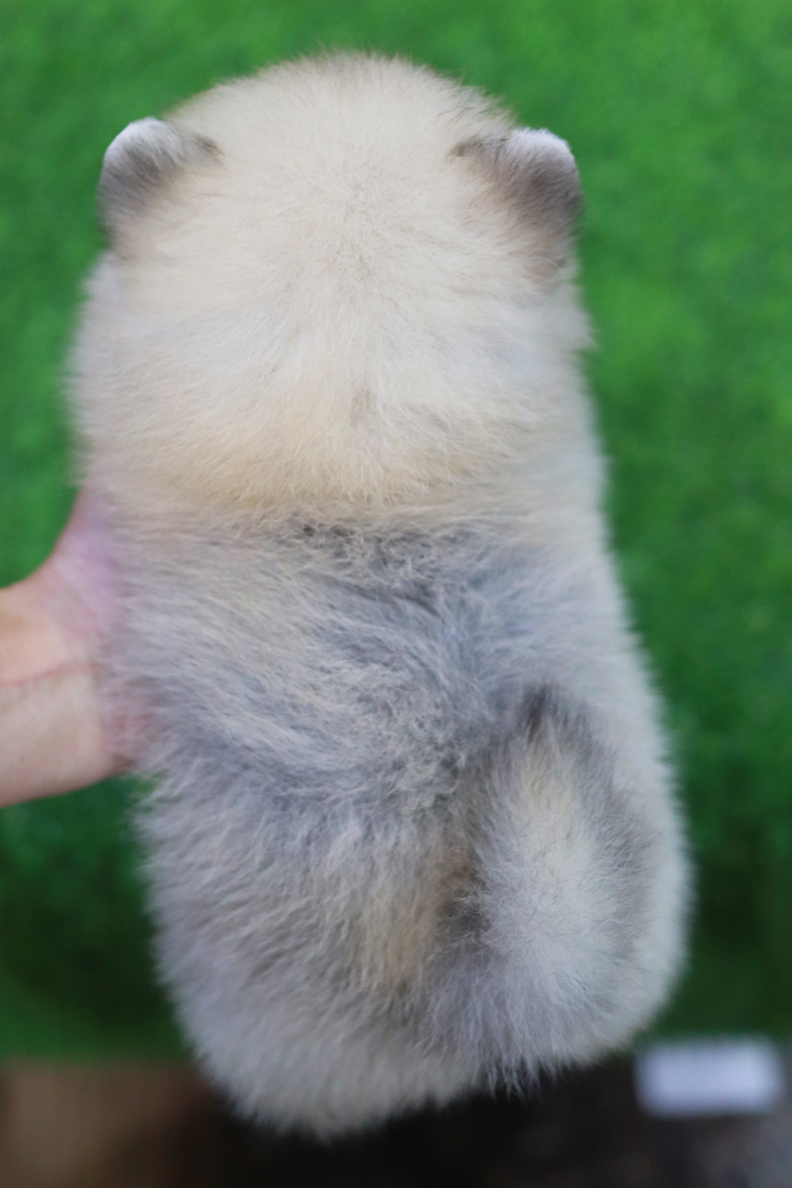 ปอมเมอเรเนียน เพศเมียสีส้ม