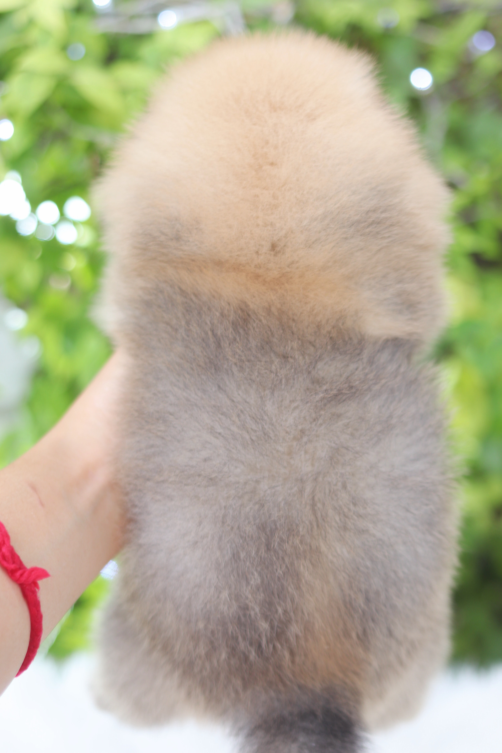 ปอมเมอเรเนียน เพศผู้ สีส้ม