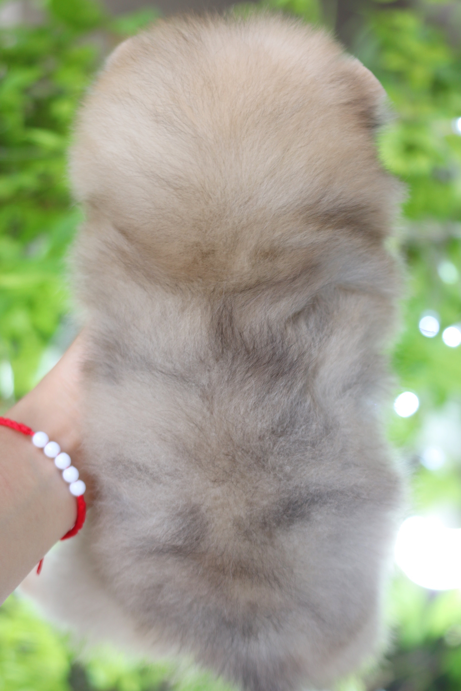 ปอมเมอเรเนียน เพศเมียสีส้ม