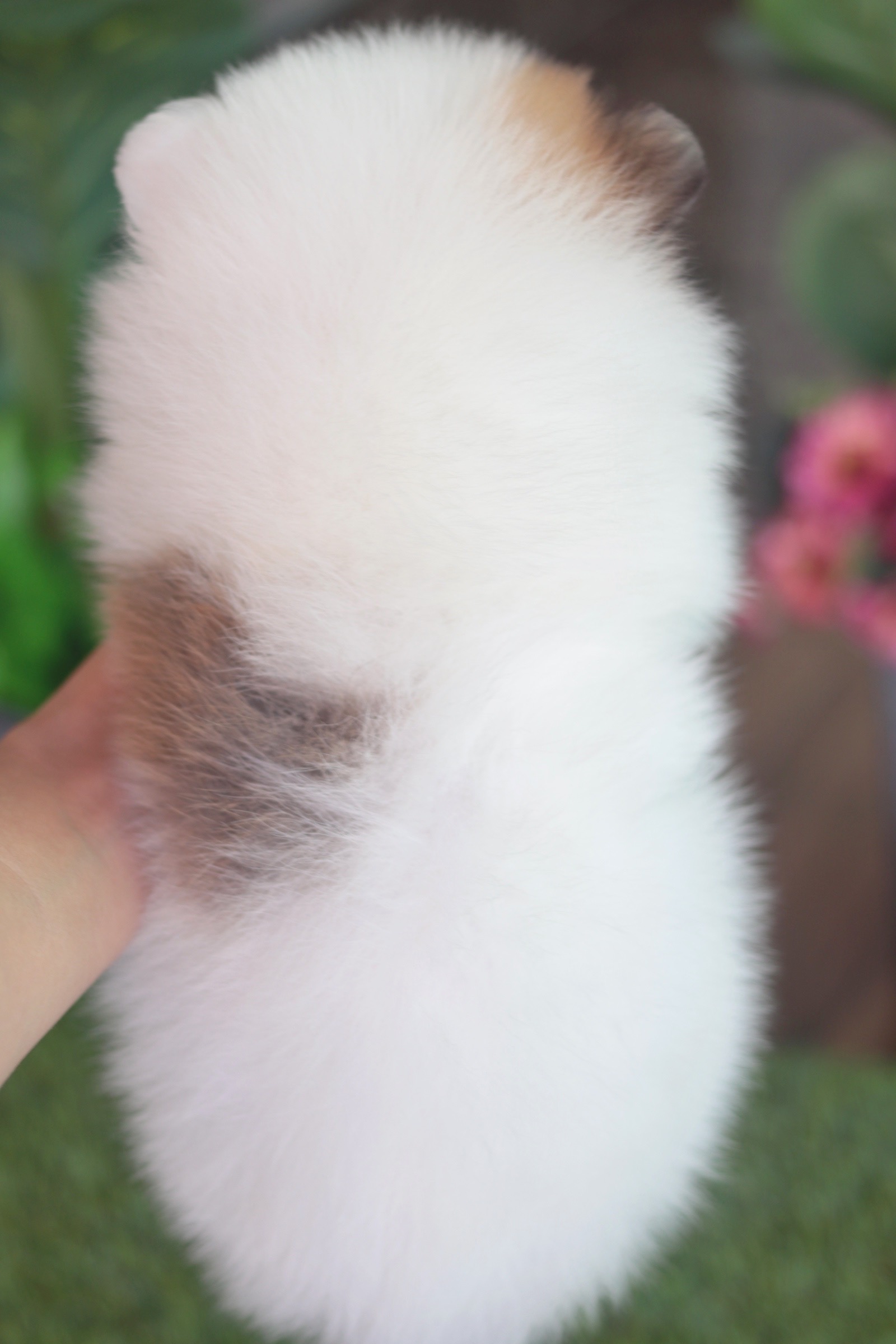 ปอมเมอเรเนียน เพศผู้ แฟนซี