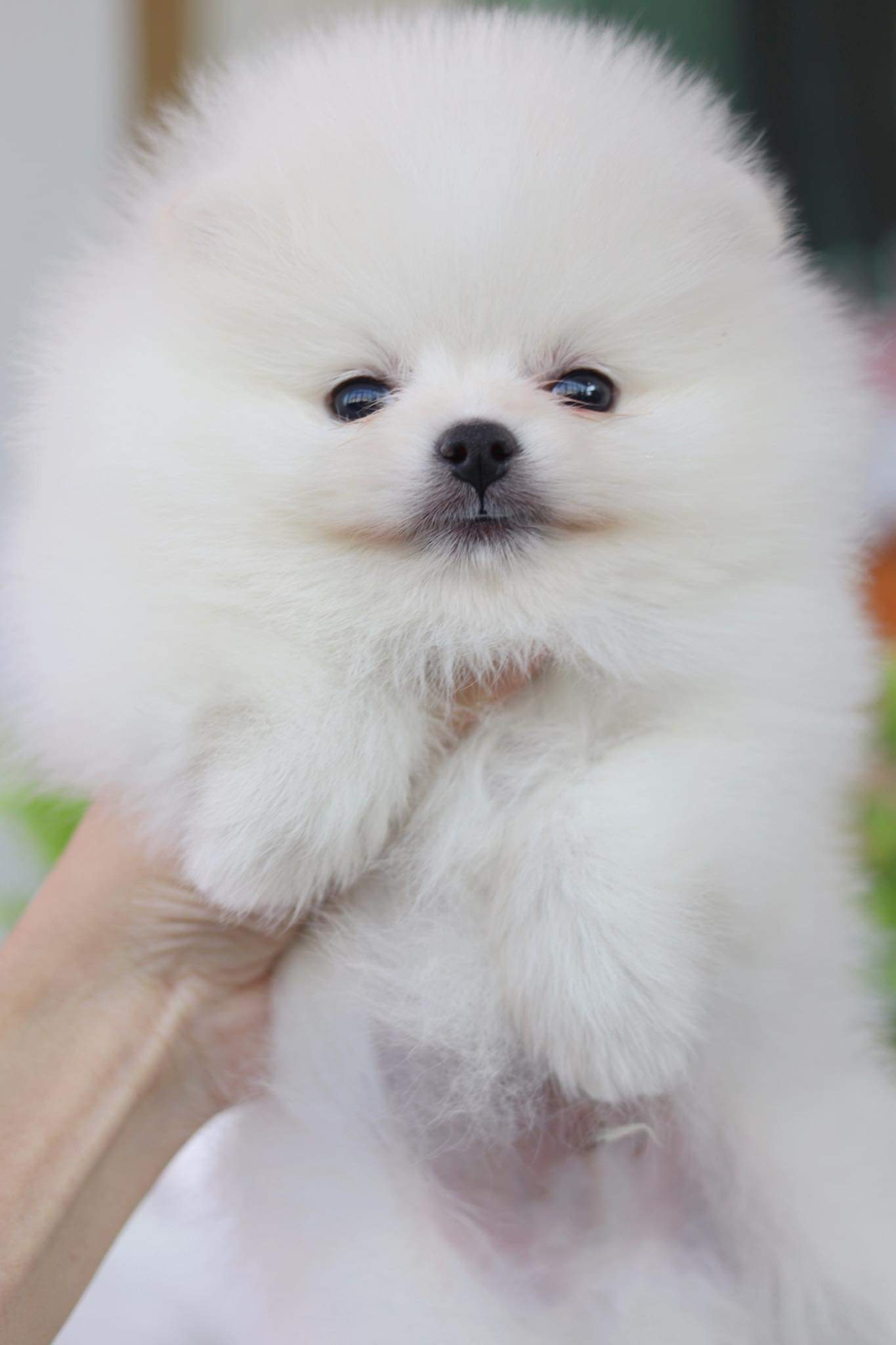 ปอมเมอเรเนียน เพศผู้