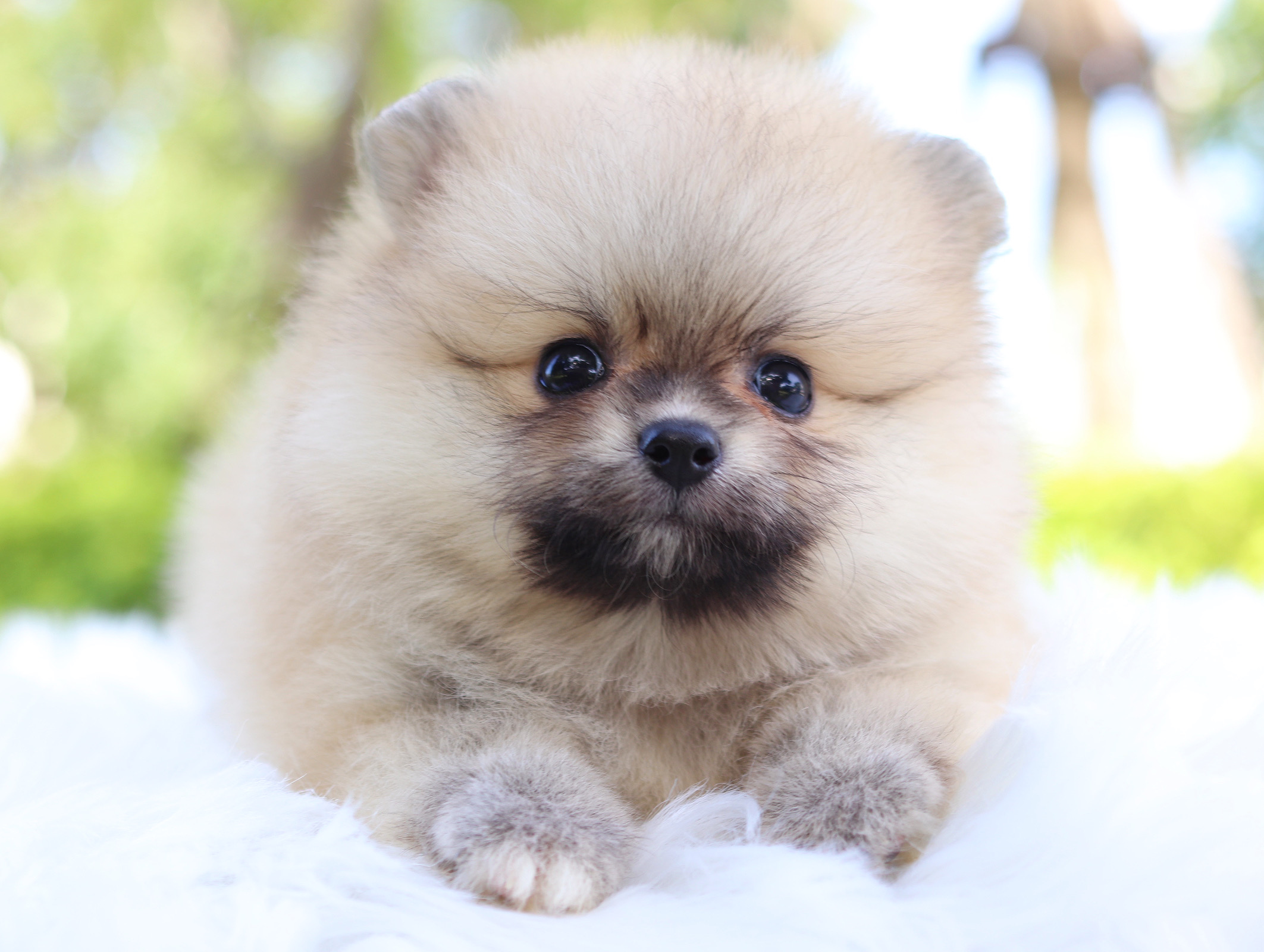 ปอมเมอเรเนียน เพศผู้ สีส้ม เกรดโชว์