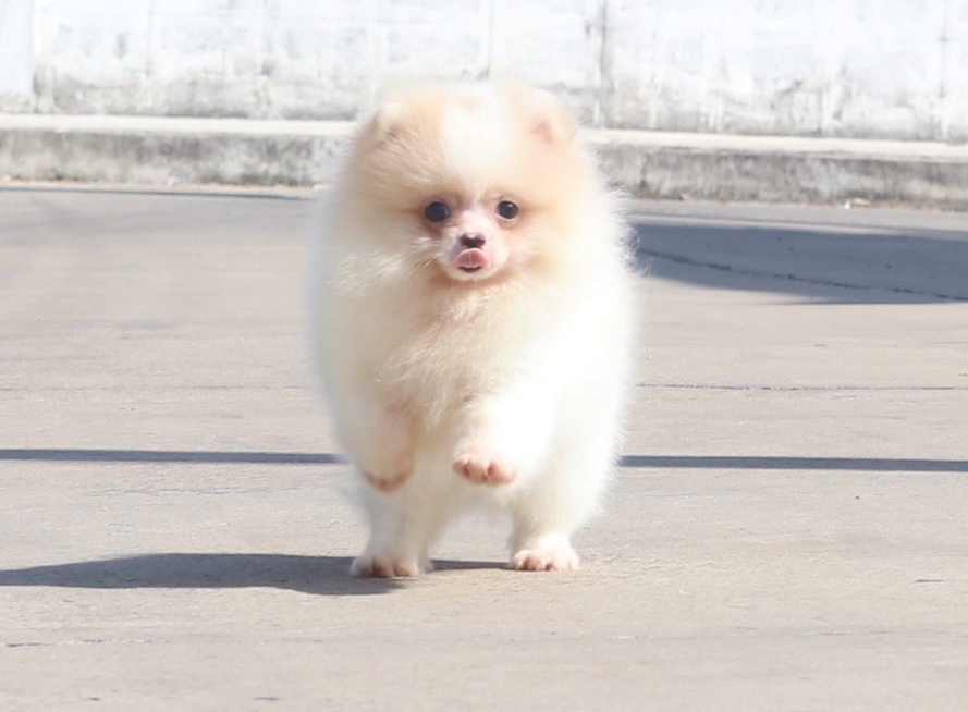 ปอมเมอเรเนียน เพศผู้ สีแฟนซี