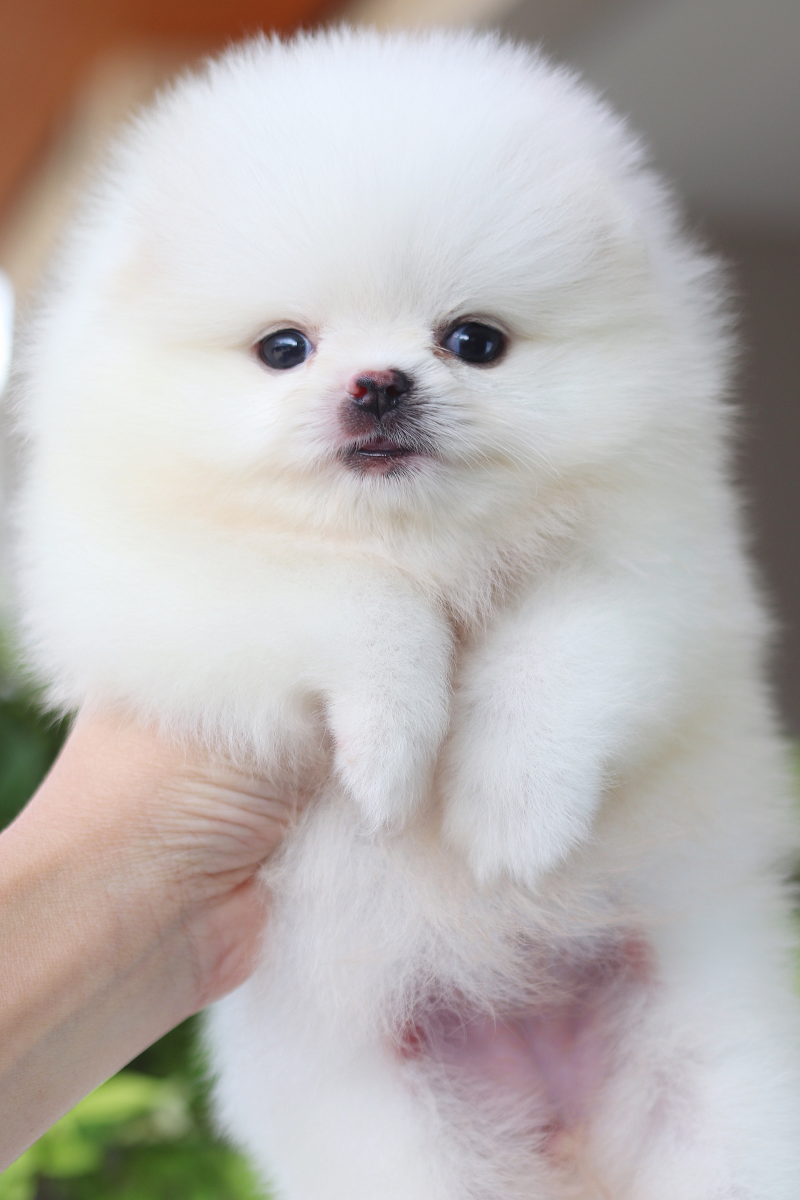 ปอมเมอเรเนียน เพศเมียสีขาวครีมเกรดโชว์