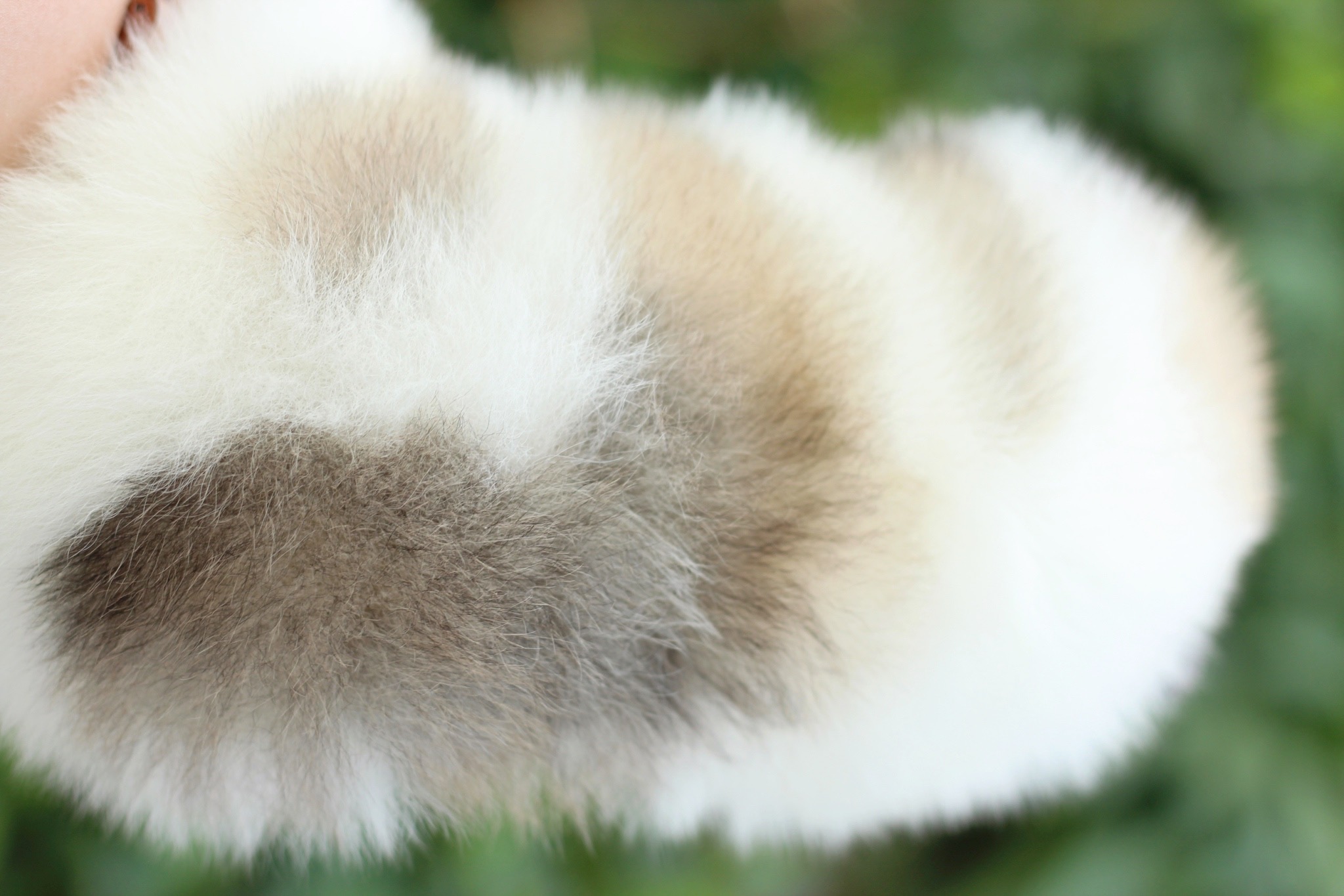 ปอมเมอเรเนียน เพศผู้ แฟนซี หน้าตุ๊กตา