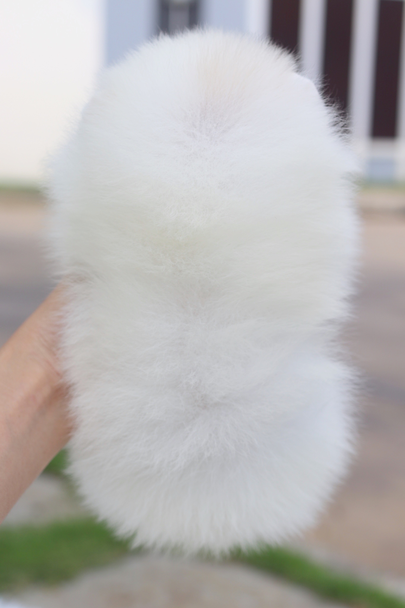 ปอมเมอเรเนียน เพศเมียสีขาวครีมเกรดโชว์ พร้อมใบเพ็ดเต็มใบ