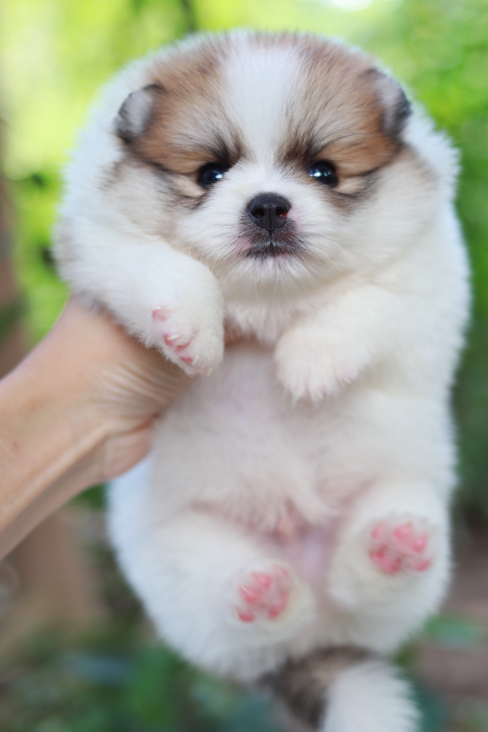 ปอมเมอเรเนียน เพศผู้ สีแฟนซี