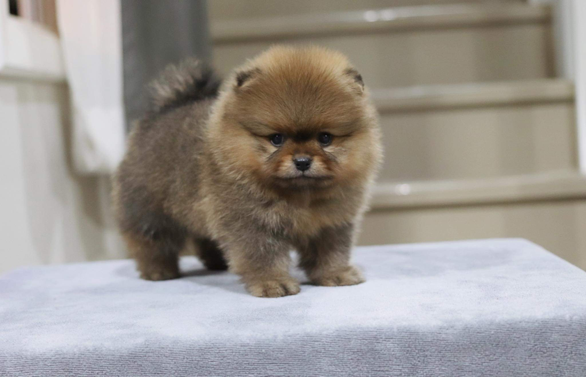 ปอมเมอเรเนียน เพศผู้