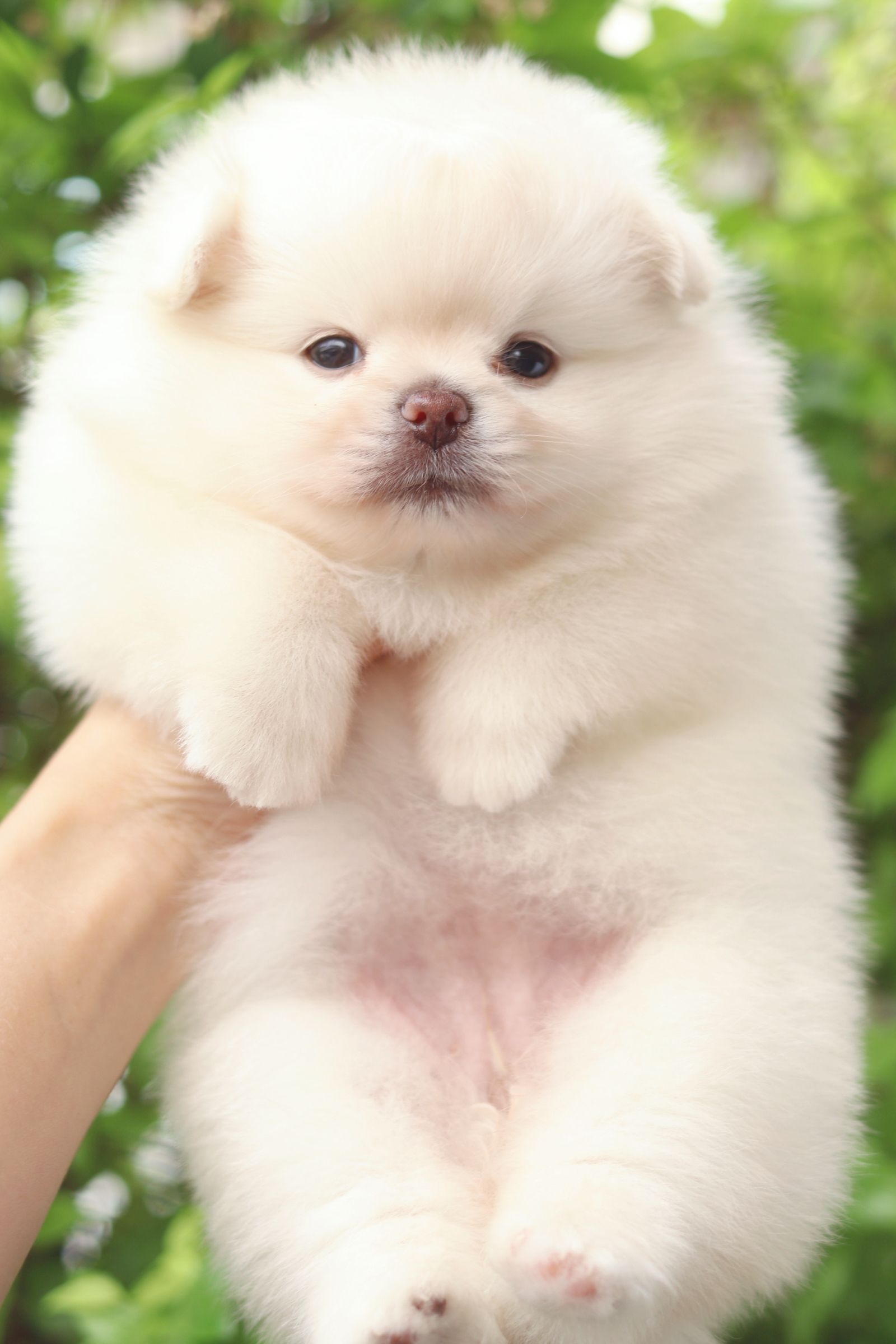 ปอมเมอเรเนียน เพศเมียสีครีม