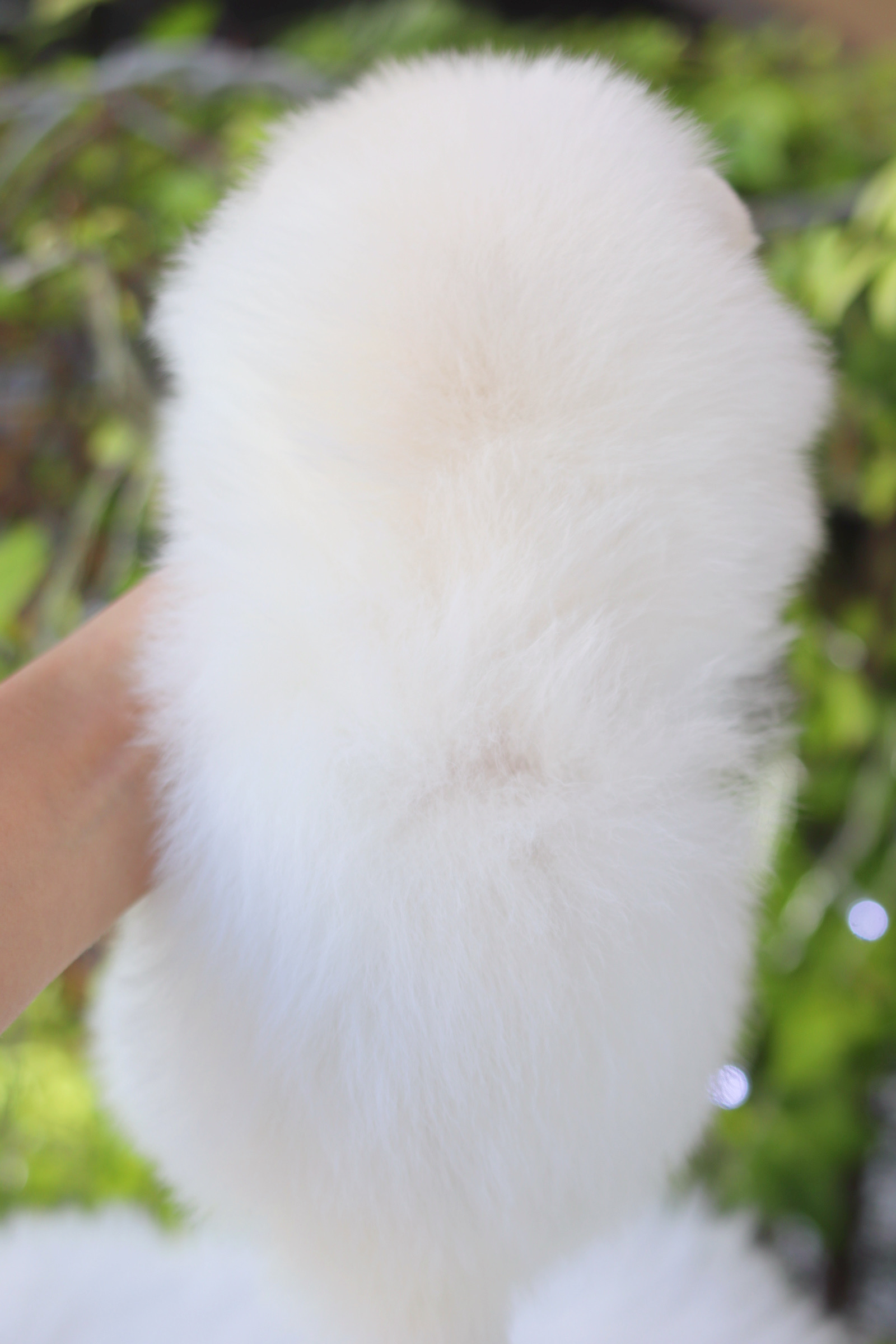 ปอมเมอเรเนียน เพศผู้สีขาวครีม เกรดโชว์