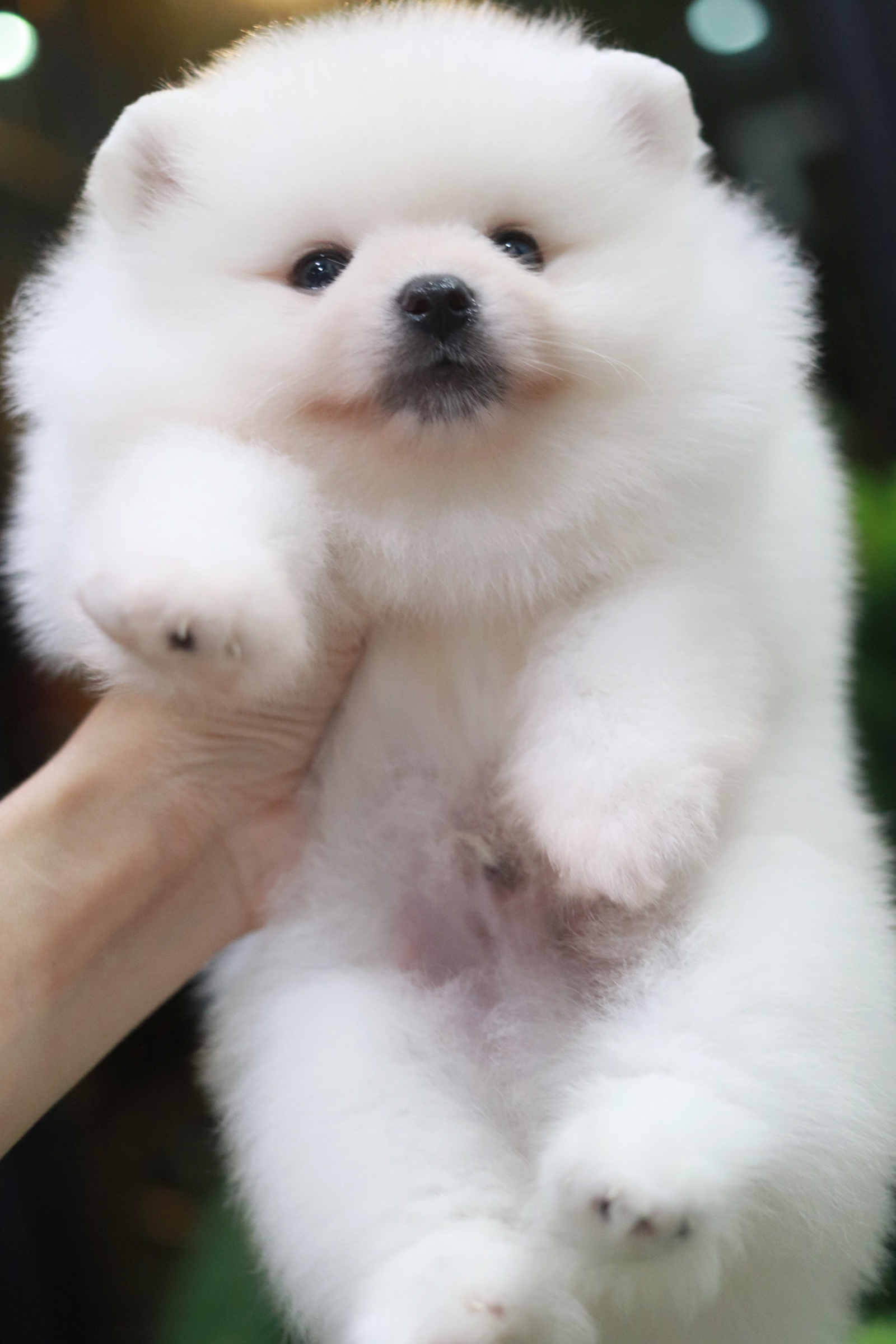 ปอมเมอเรเนียน เพศผู้ สีขาว