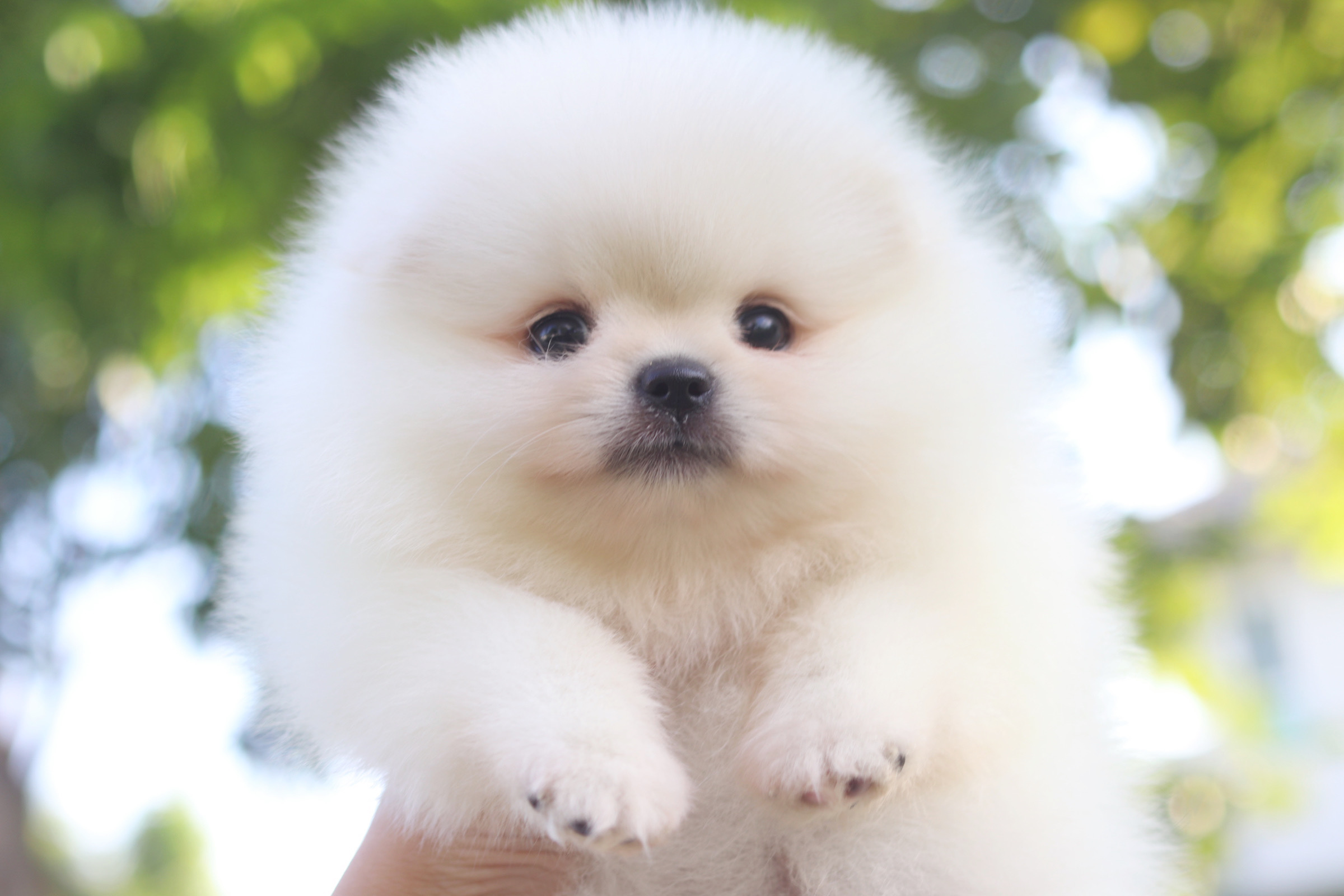 ปอมเมอเรเนียน เพศเมียสีขาวครีมเกรดโชว์