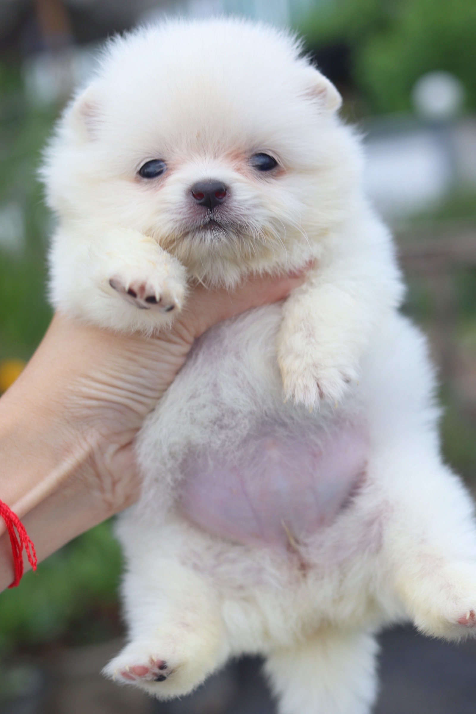 ปอมเมอเรเนียน เพศเมียทีคัพ