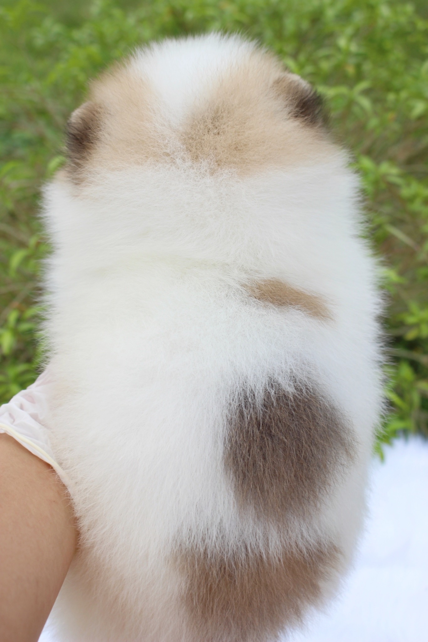 ปอมเมอเรเนียน เพศผู้ สีแฟนซีเกรดโชว์