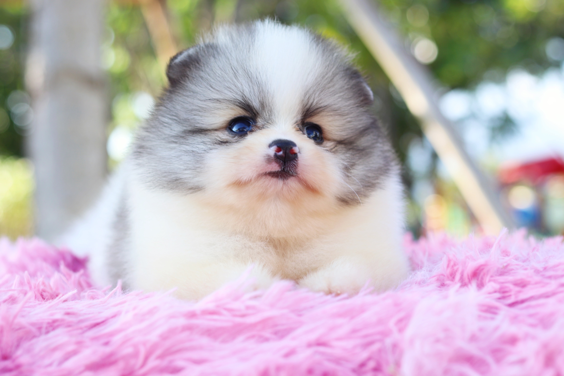 ปอมเมอเรเนียน เพศผู้แฟนซี