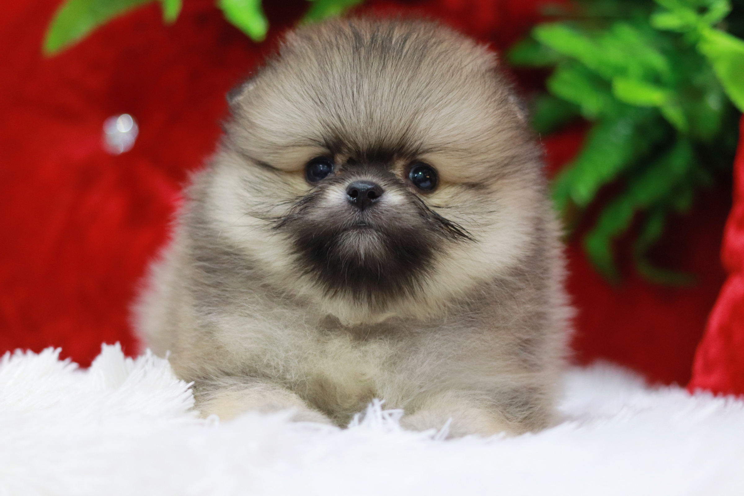 ปอมเมอเรเนียน เพศเมียสีส้มเซเบิ้ลน่าแบ้ววมากกก