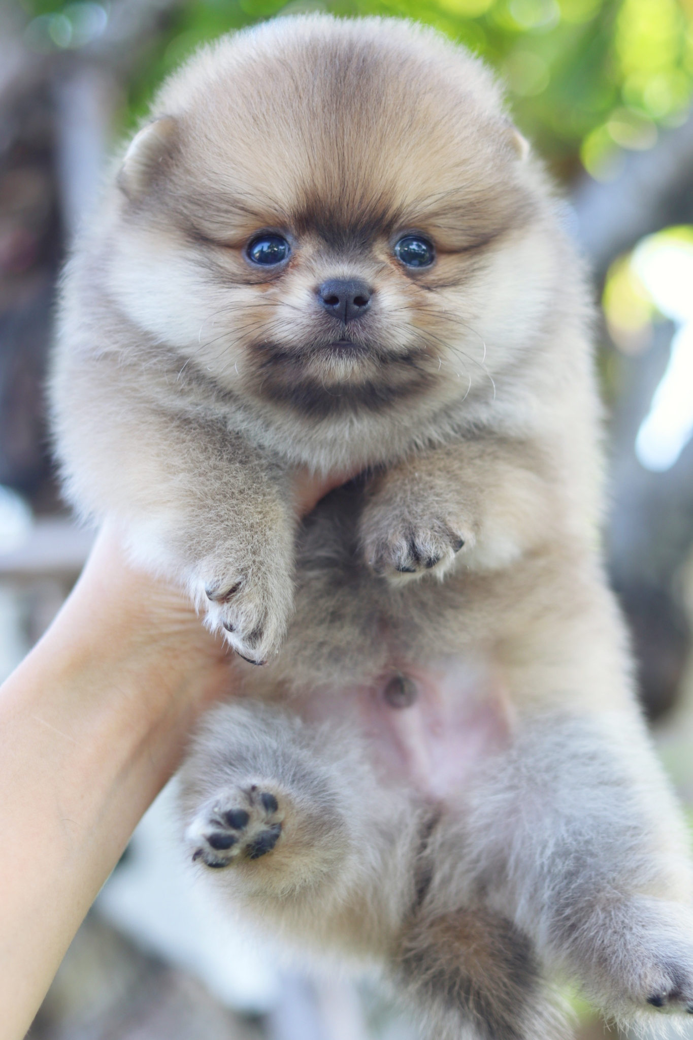 ปอมเมอเรเนียน เพศผู้สีส้ม