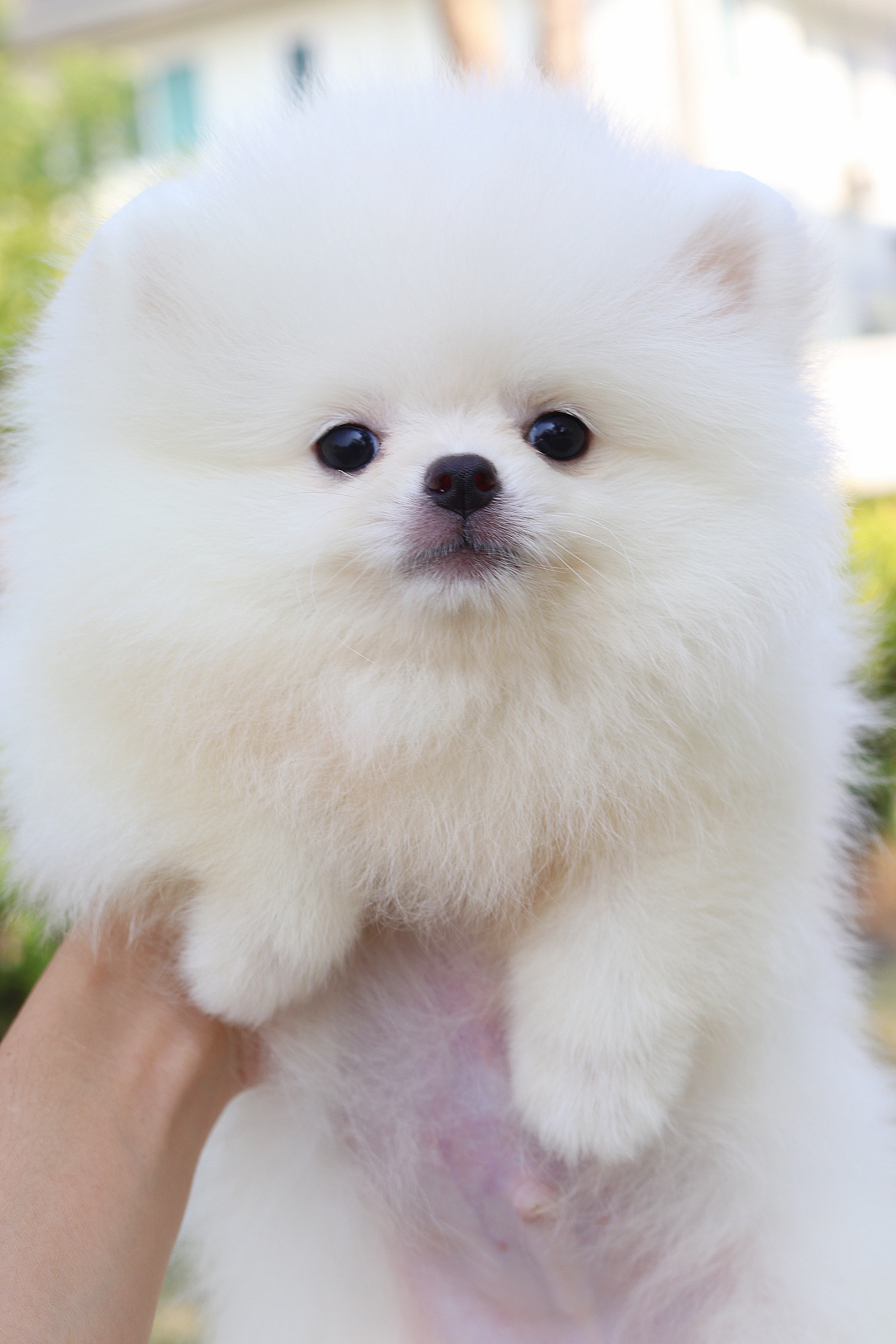 ปอมเมอเรเนียน เพศผู้สีขาวครีม